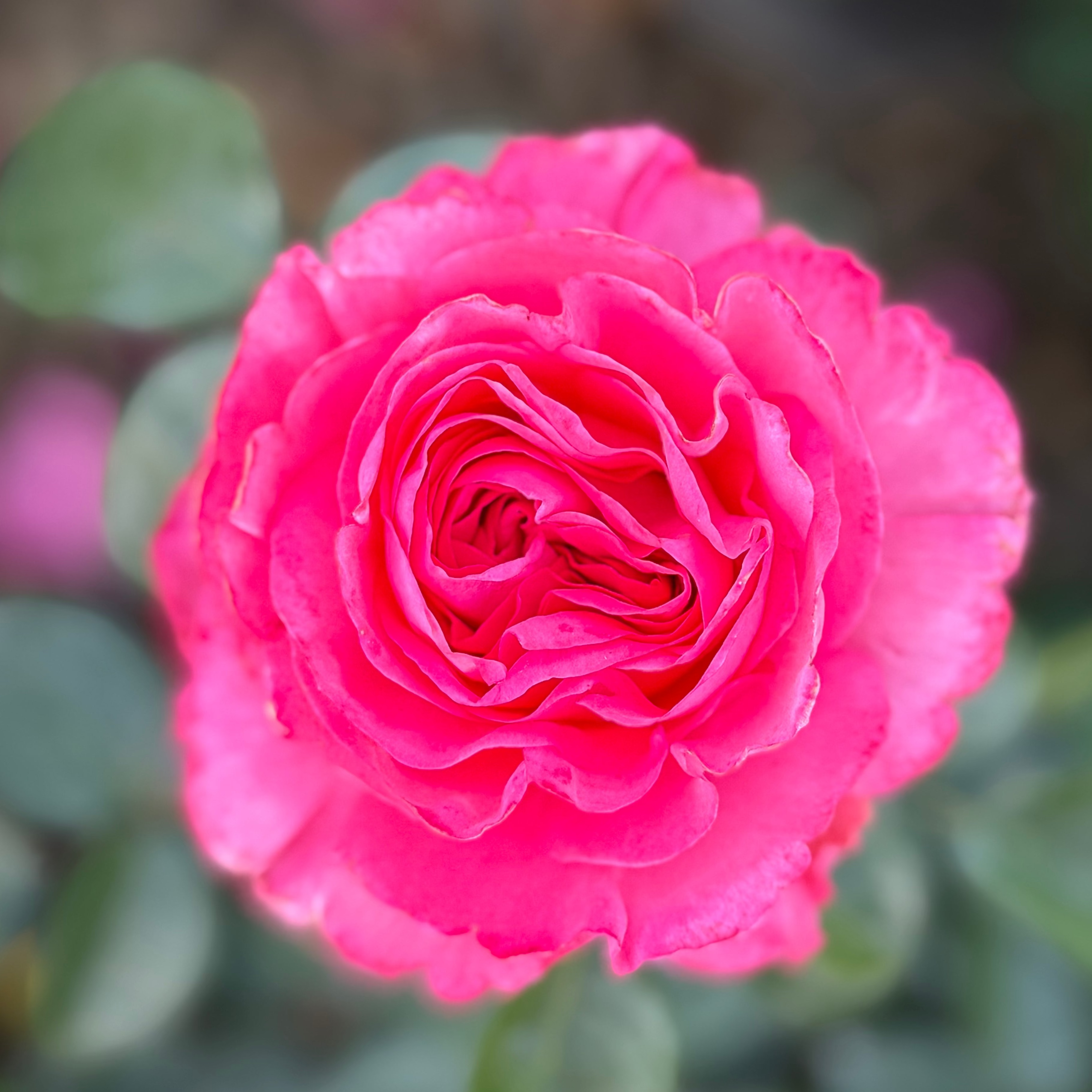 Eleganza® Fiji™ Potted Rose Bush