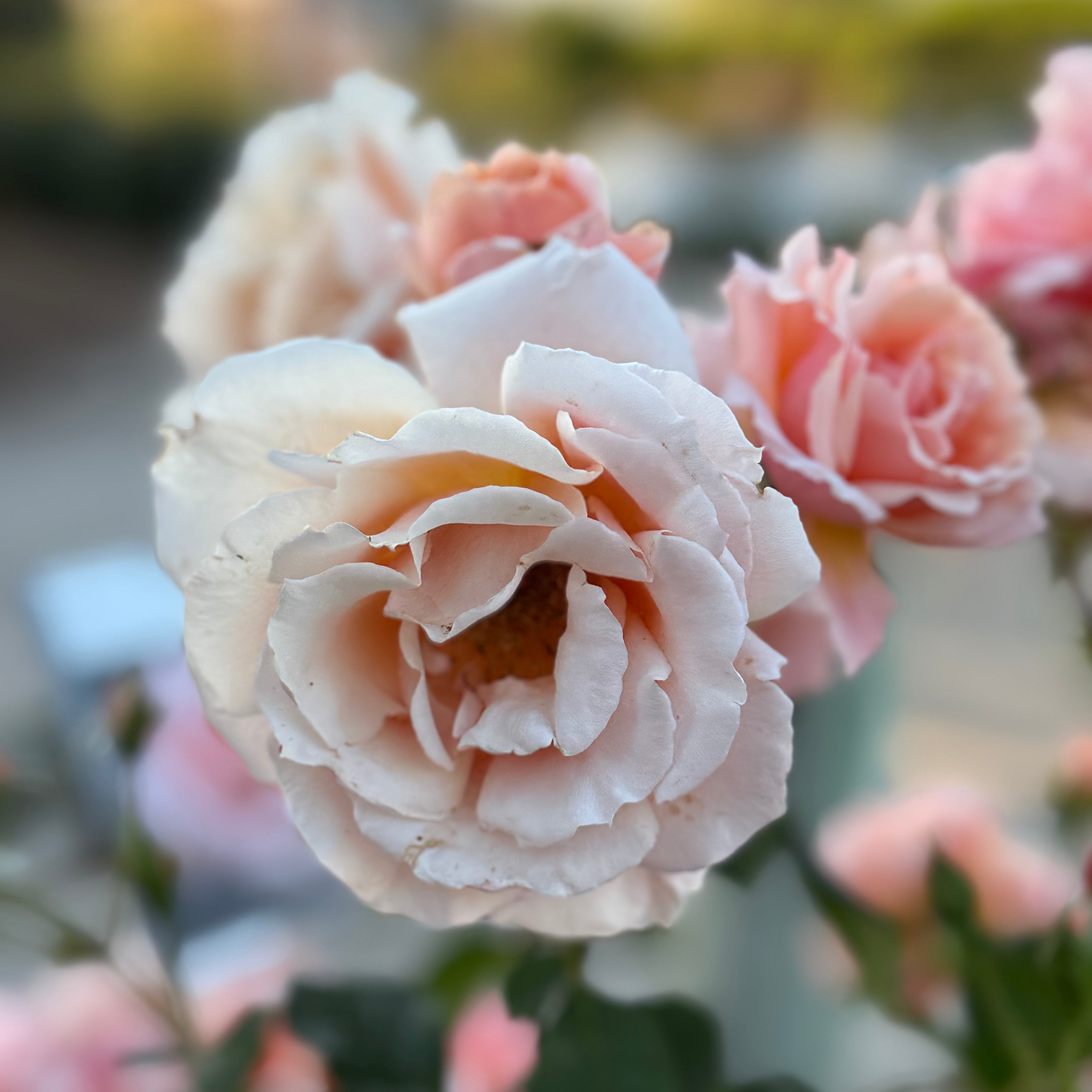 Apricot Candy™ Potted Rose Bush
