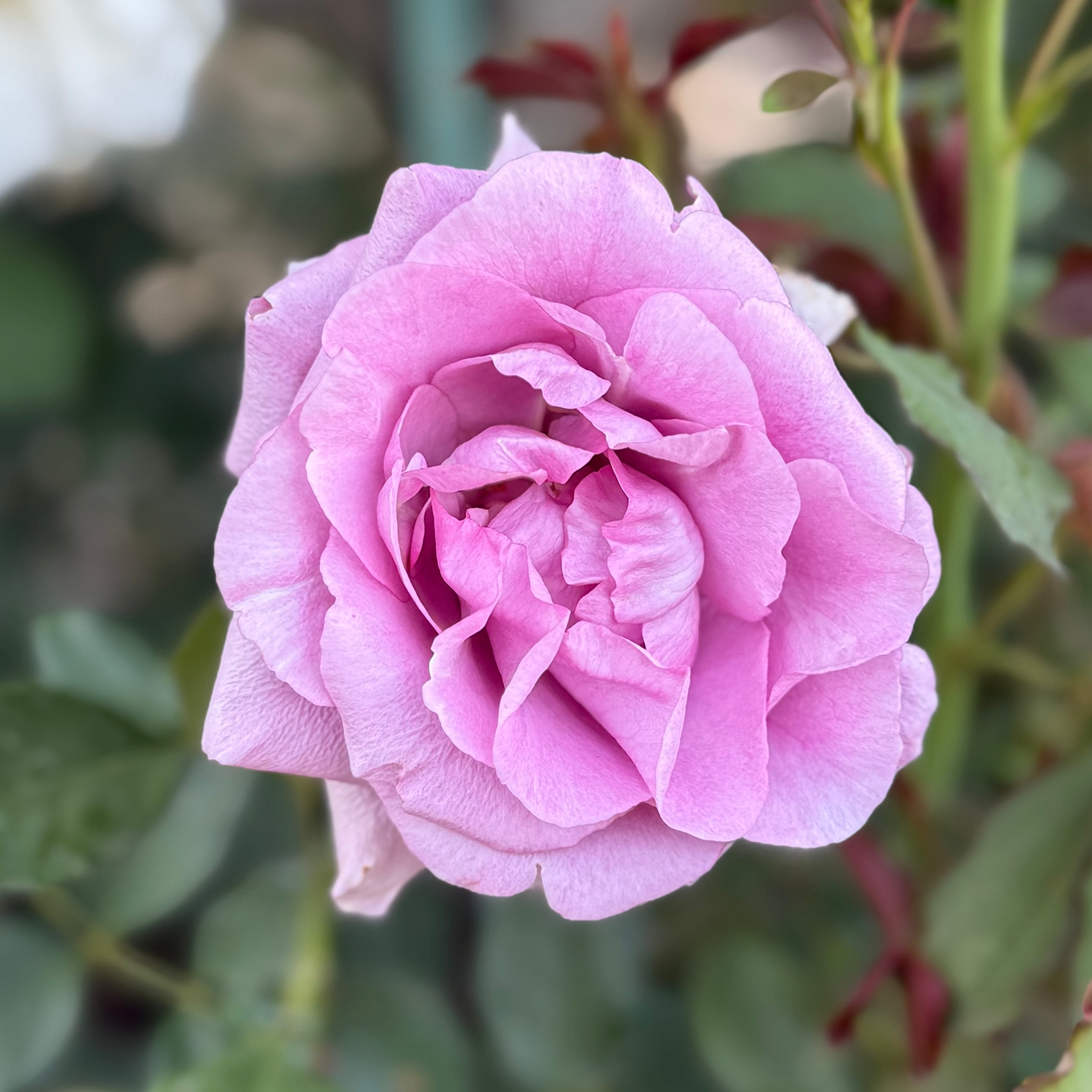 Melody Parfumee™ Potted Rose Bush