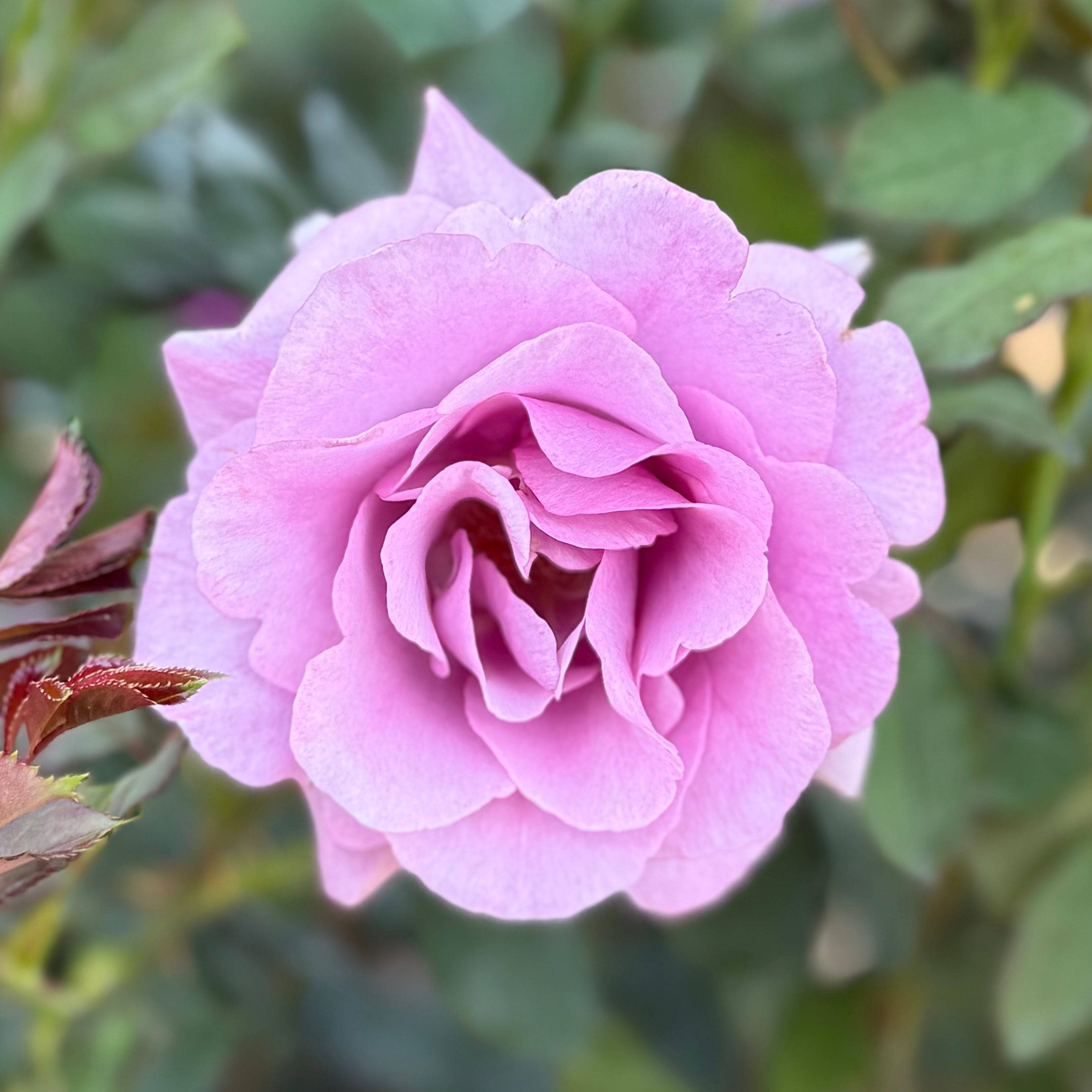 Melody Parfumee™ Potted Rose Bush