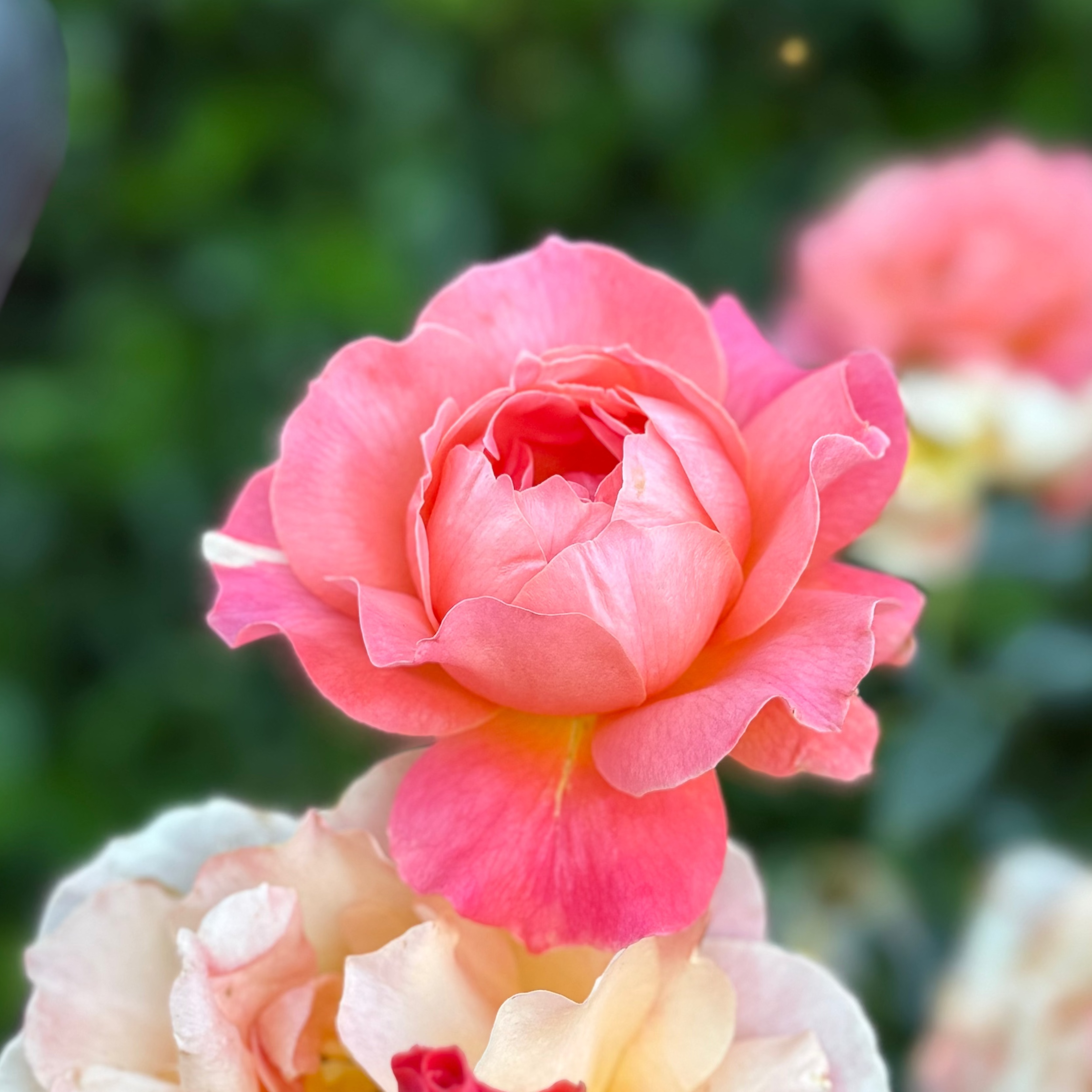 Livin' Easy® Potted Rose Bush