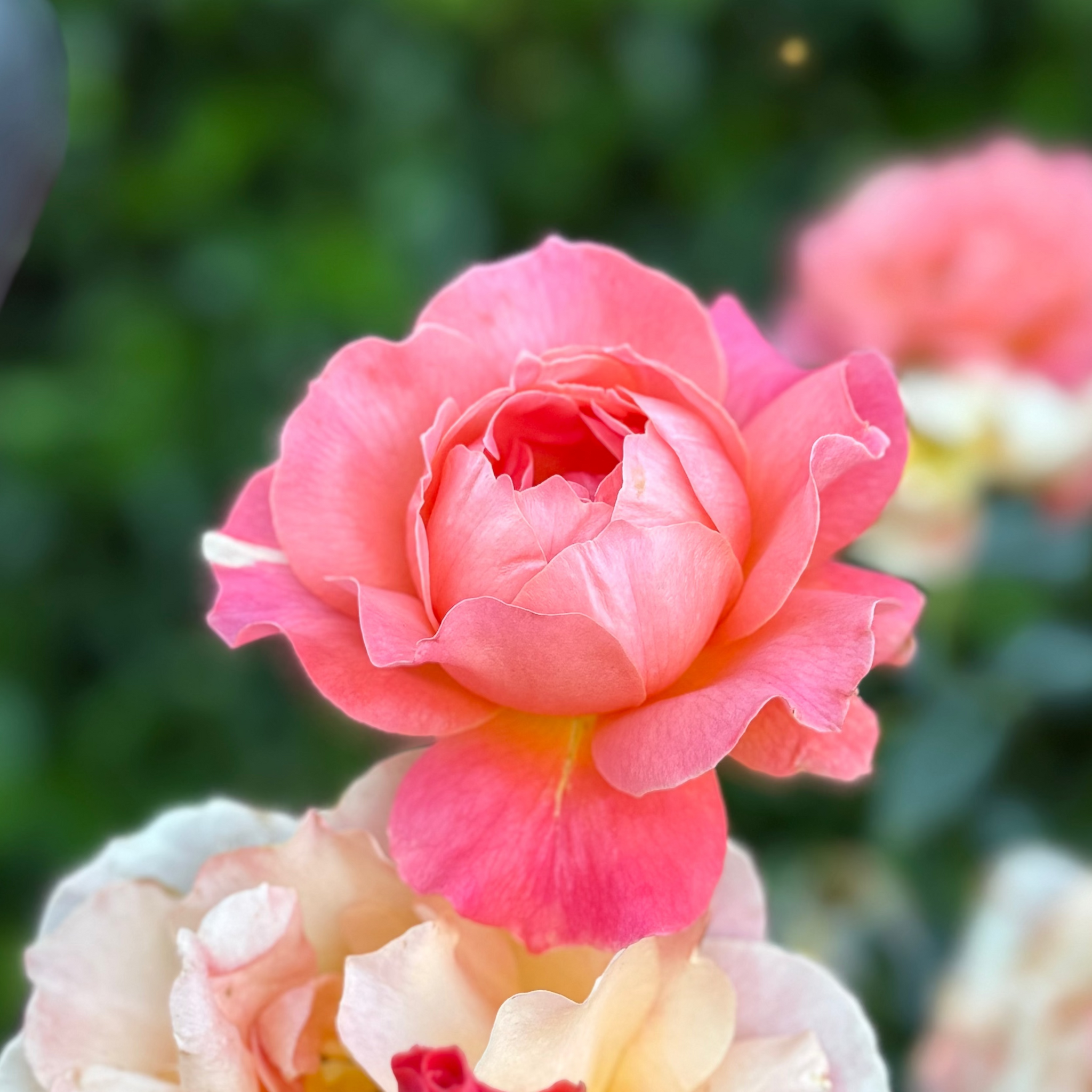 Livin' Easy® Potted Rose Bush - Grace Rose Farm Livin' Easy® Potted Rose Bush - Grace Rose Farm