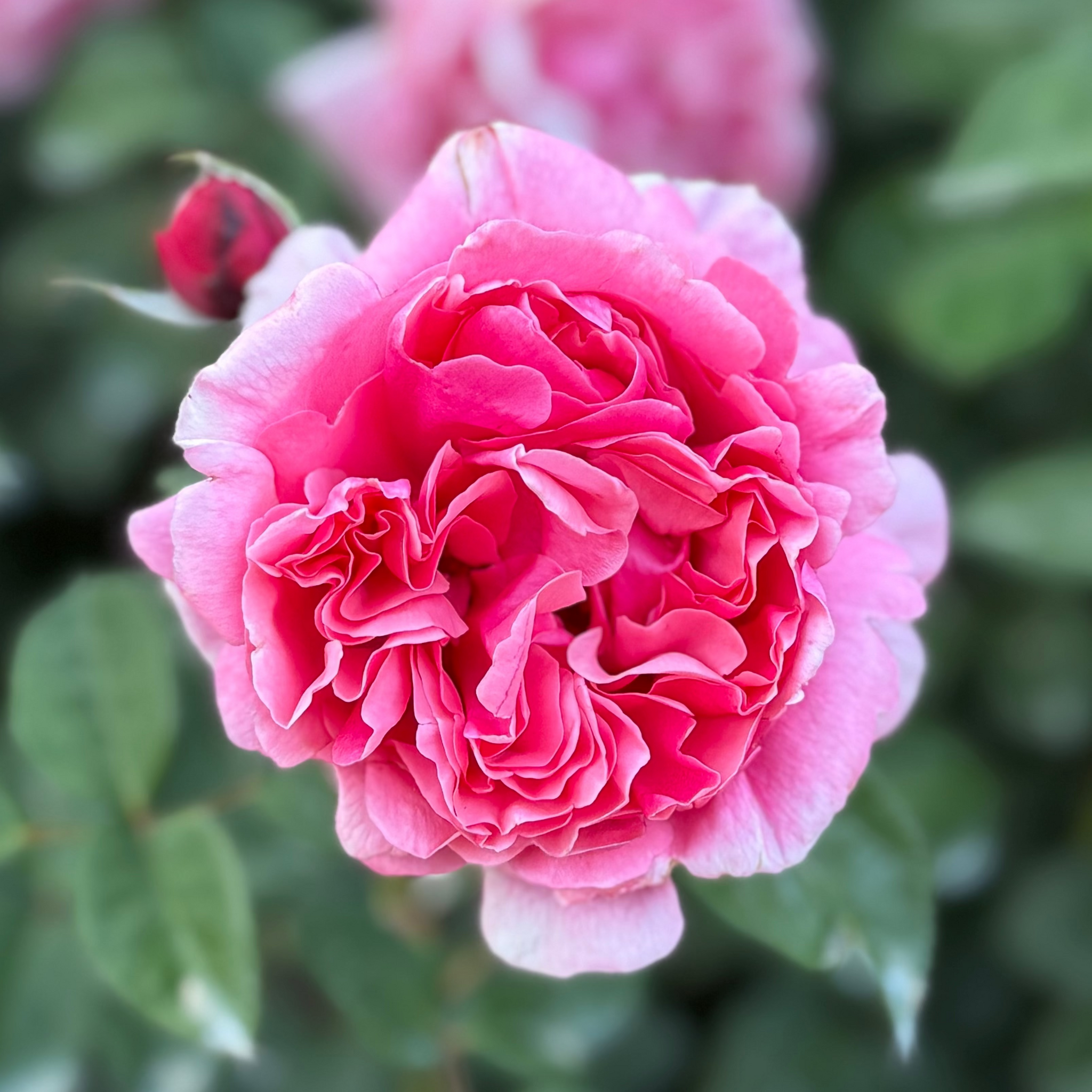 Dee Lish Tree Rose | Fragrant Pink Tree Rose | Grace Rose Farm