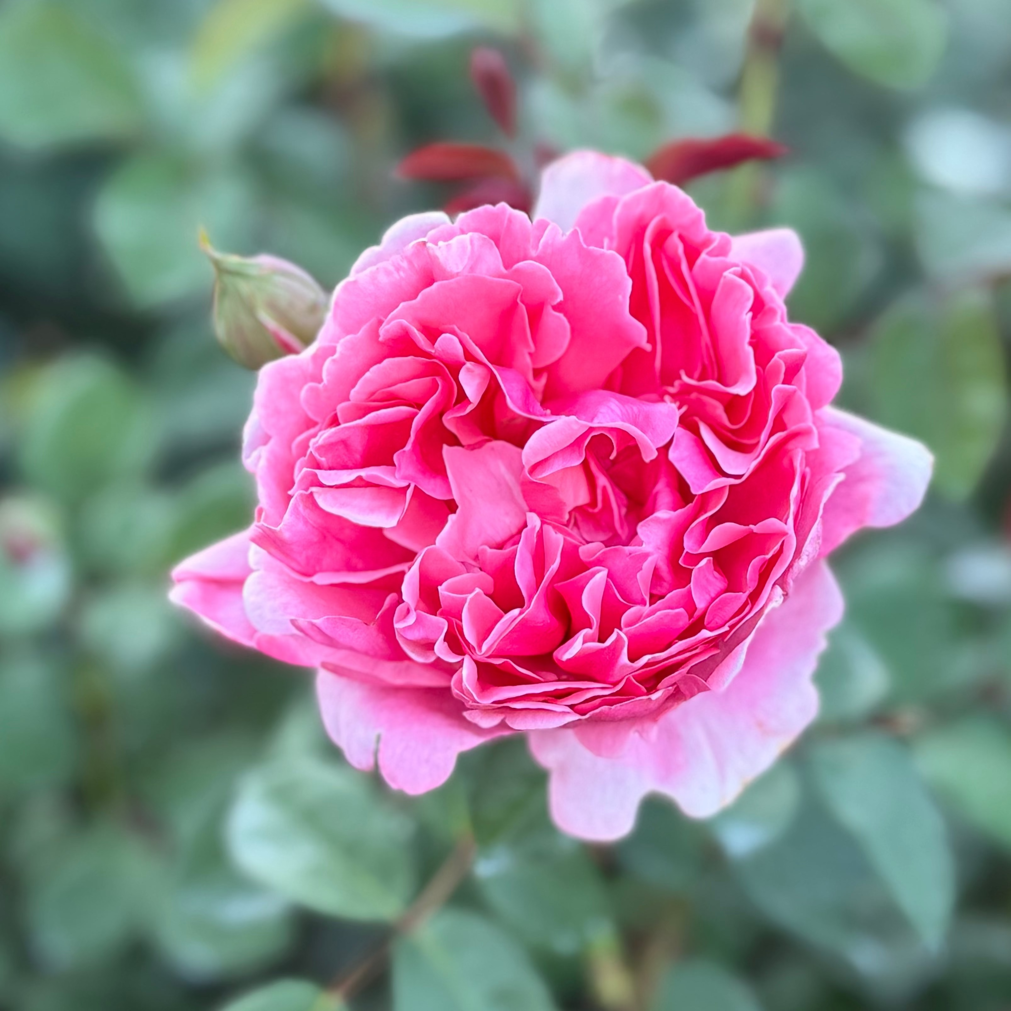 Dee-Lish® Bare Root Rose Bush