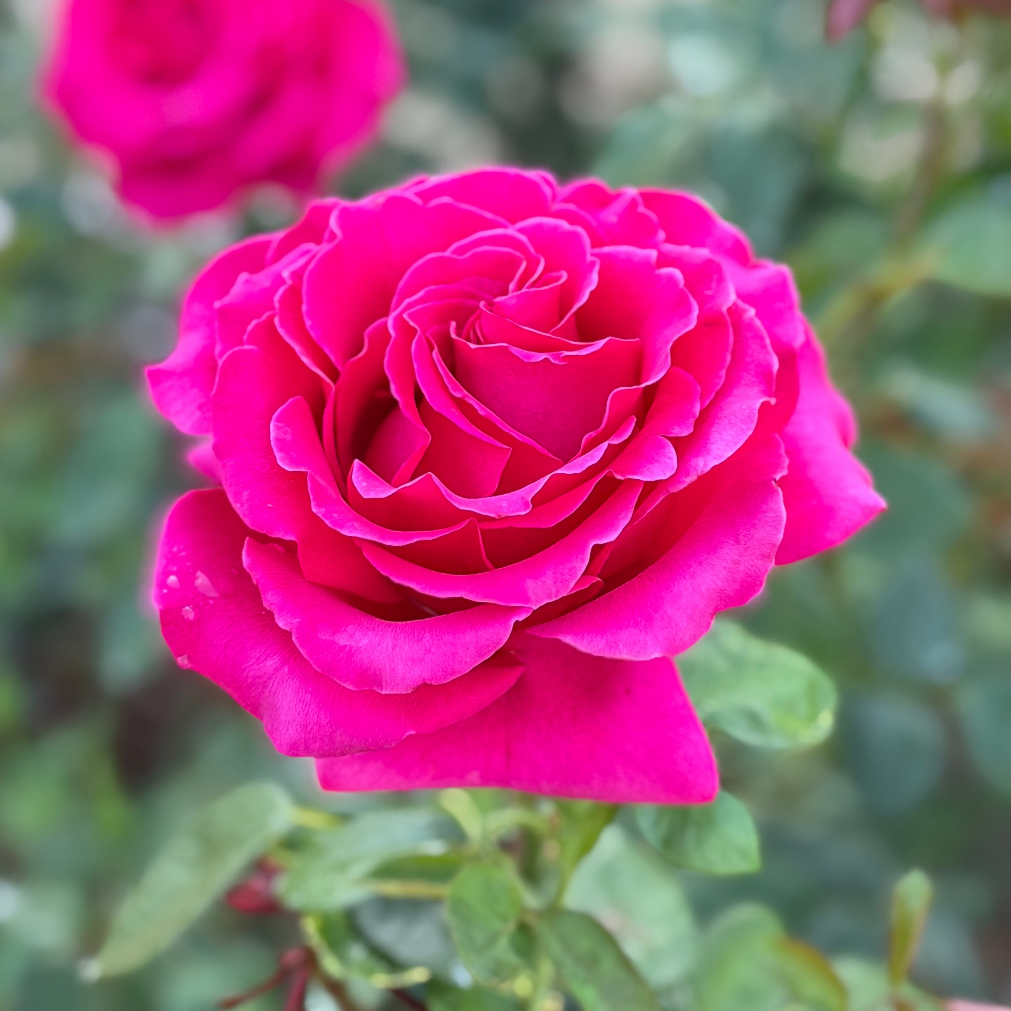 Firefighter® Potted Tree Rose