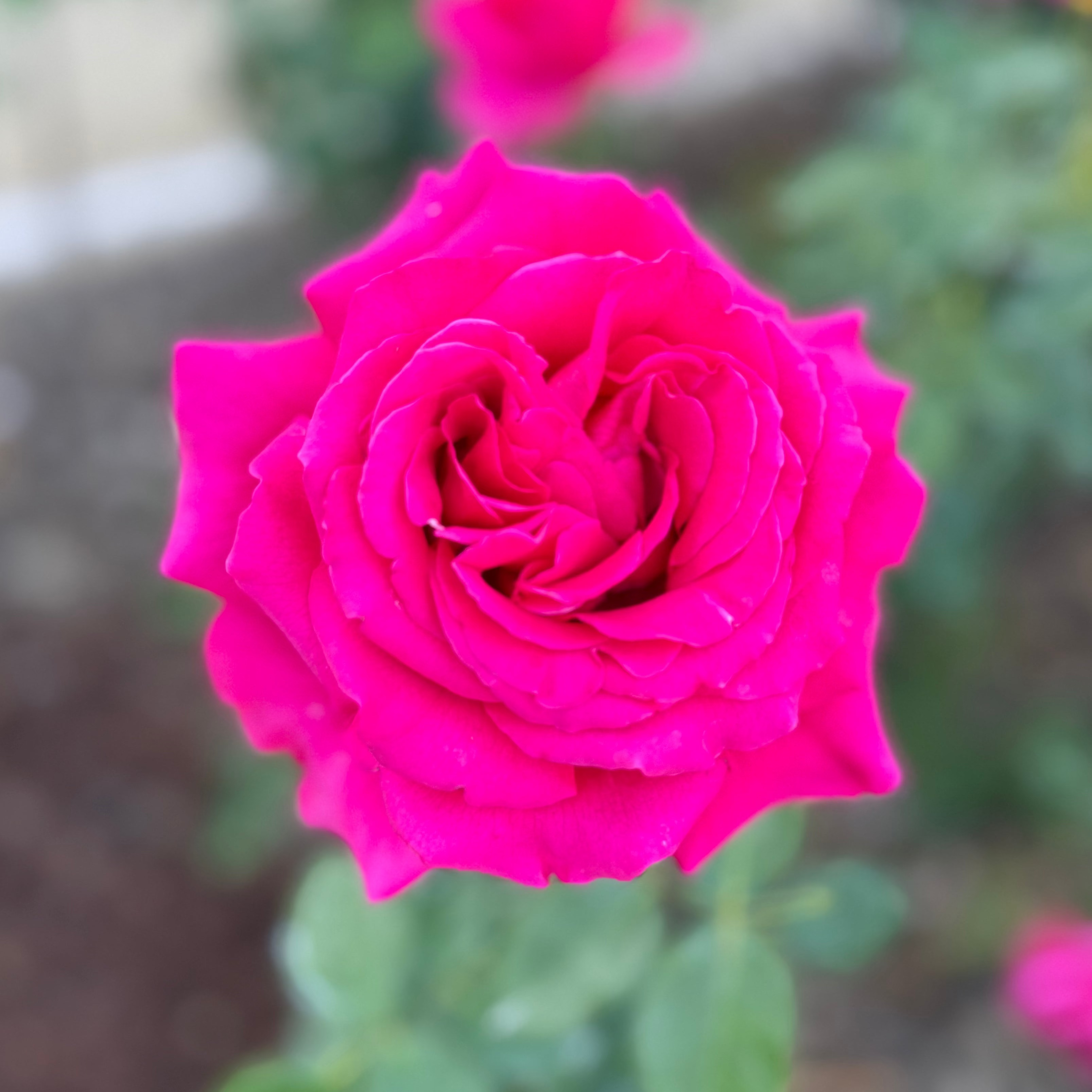 Firefighter® Potted Tree Rose