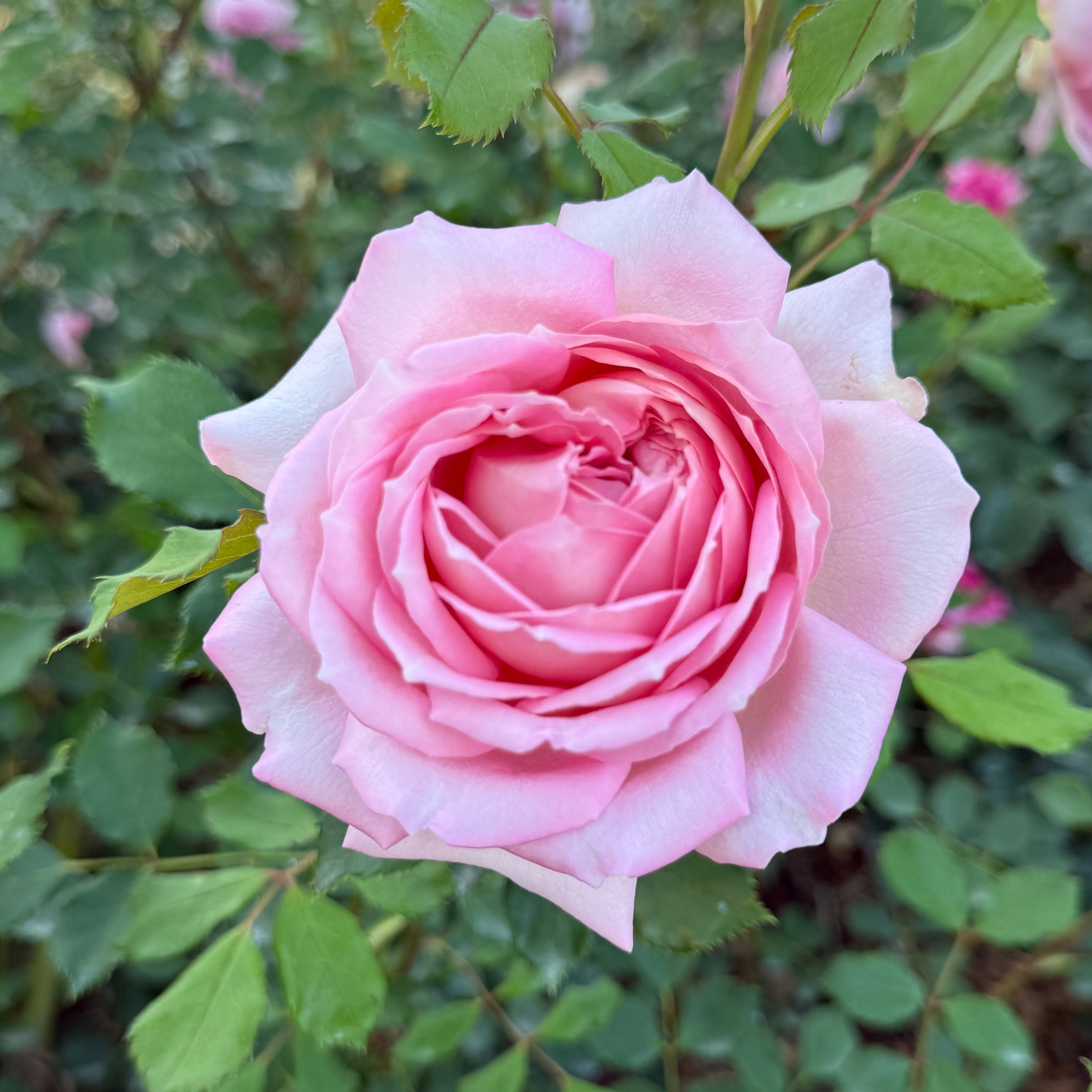 David Austin® Jubilee Celebration® Potted Rose Bush