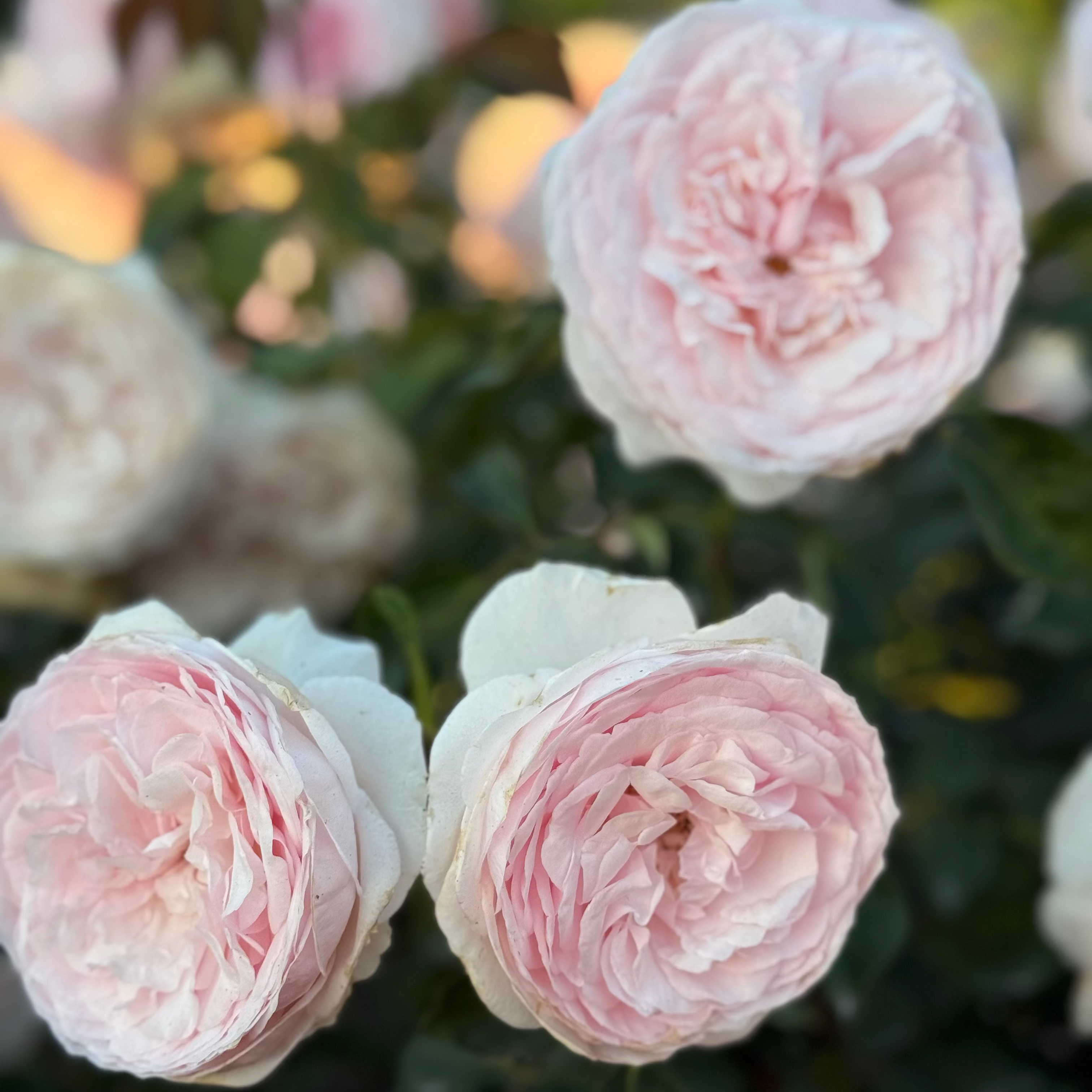 David Austin® Olivia Rose Austin™ Potted Rose Bush