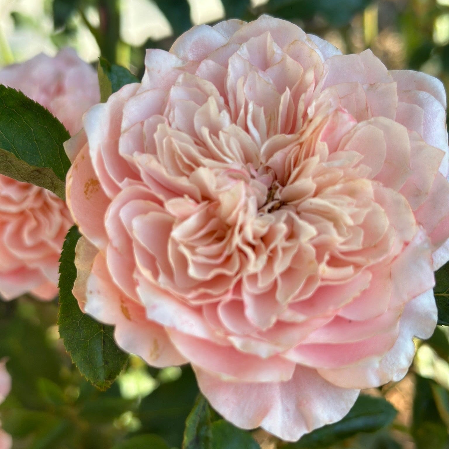 Wabara® Mikoto® Potted Rose Bush