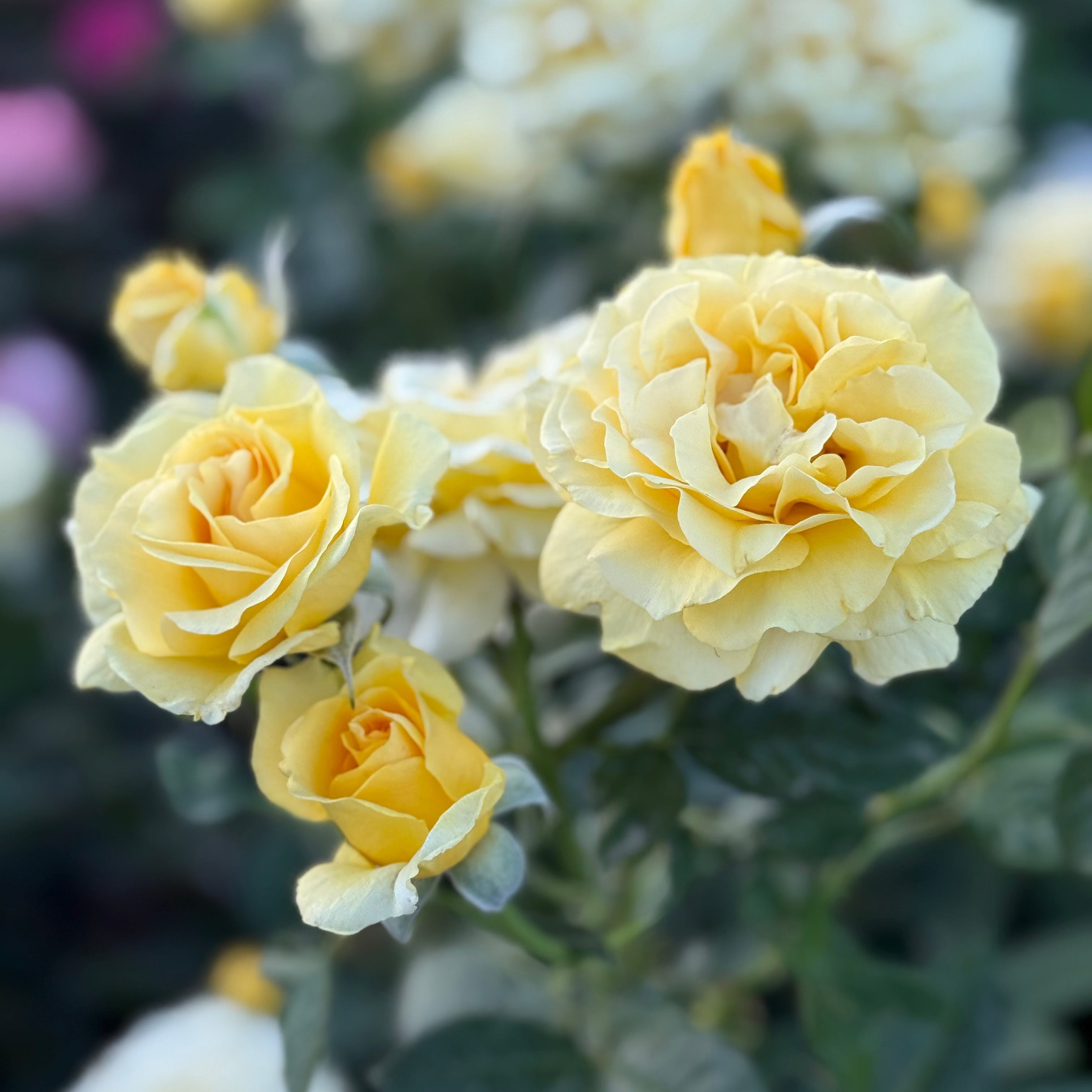 Doris Day Bare Root Rose Bush