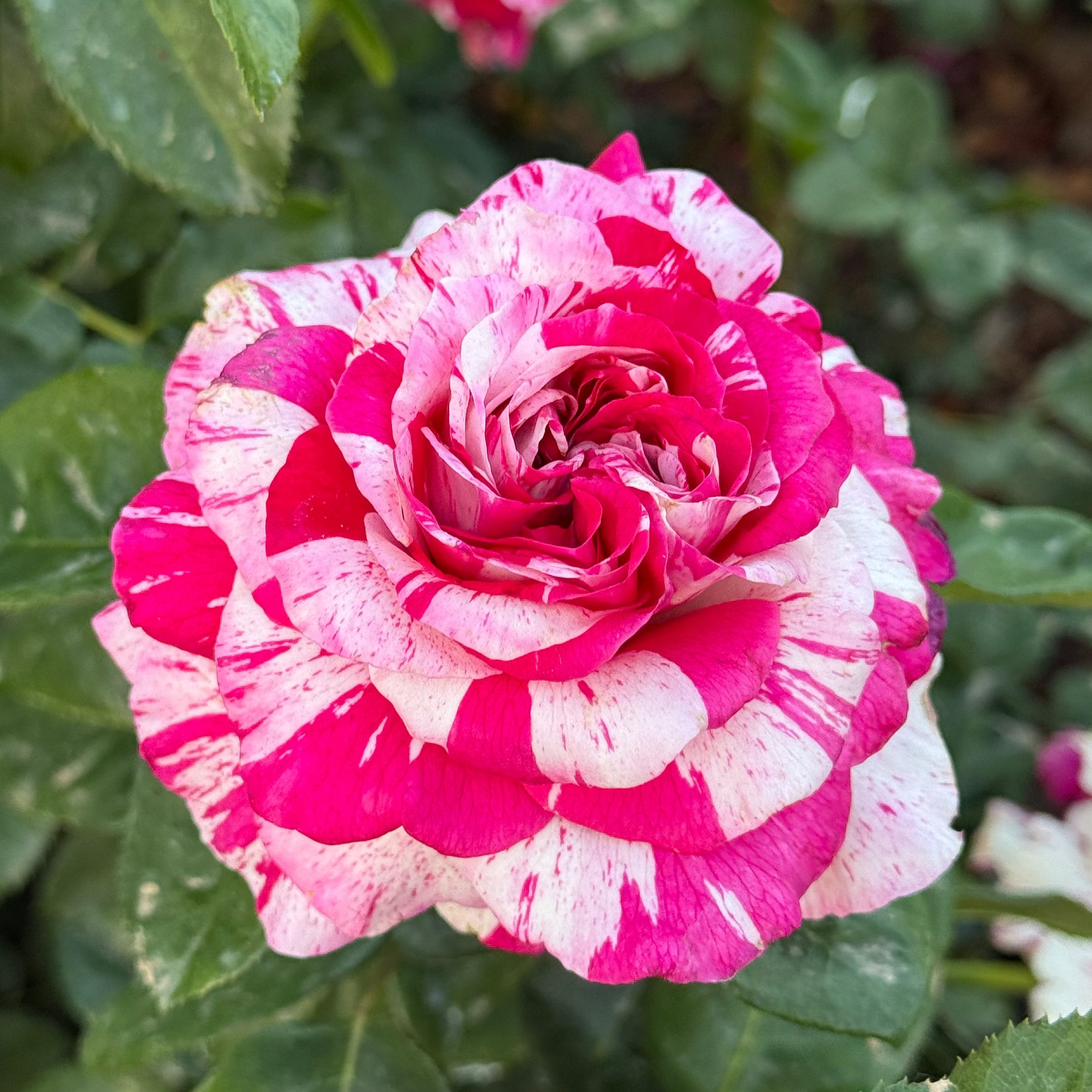 Neil Diamond Bare Root Tree Rose
