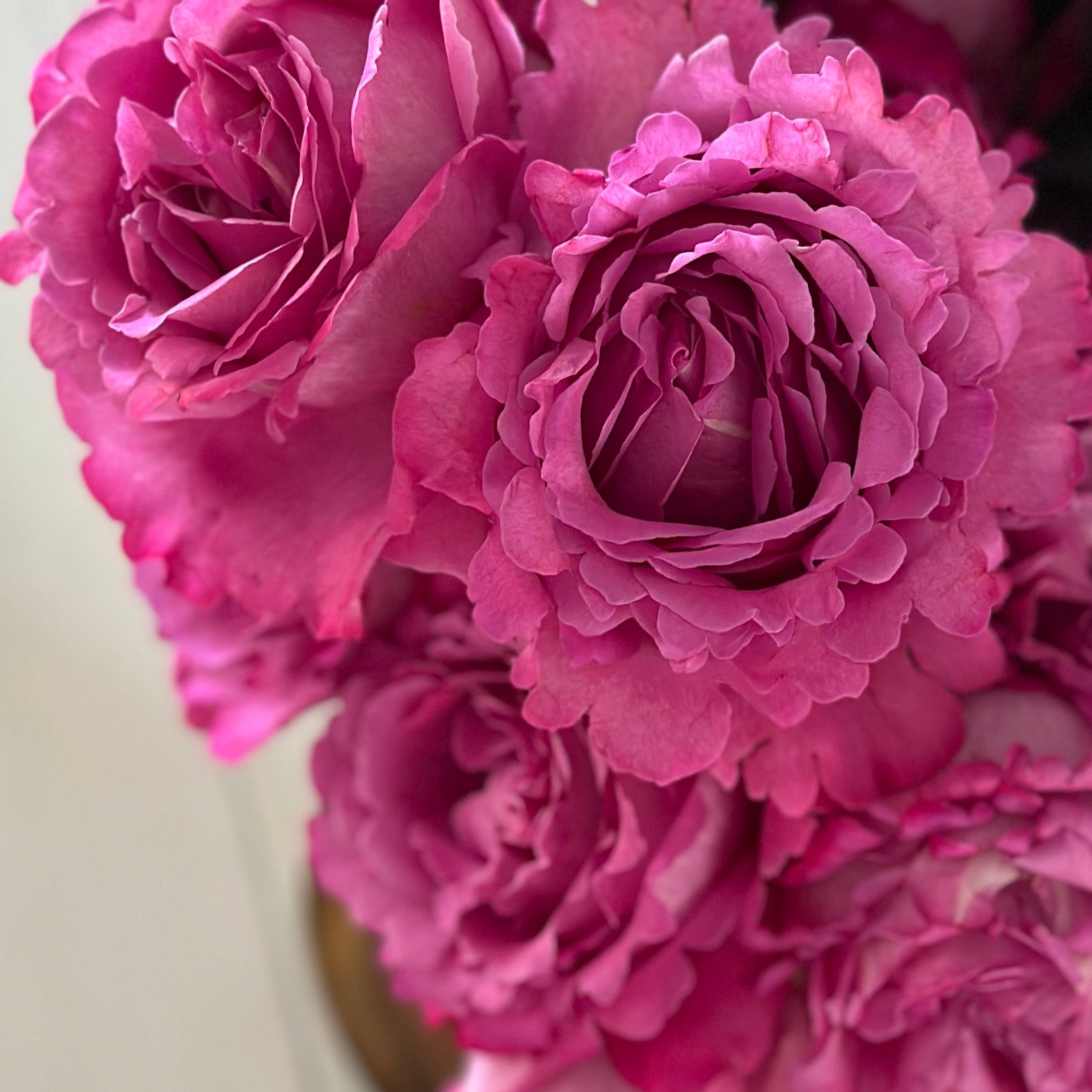 Yves Piaget® Potted Tree Rose