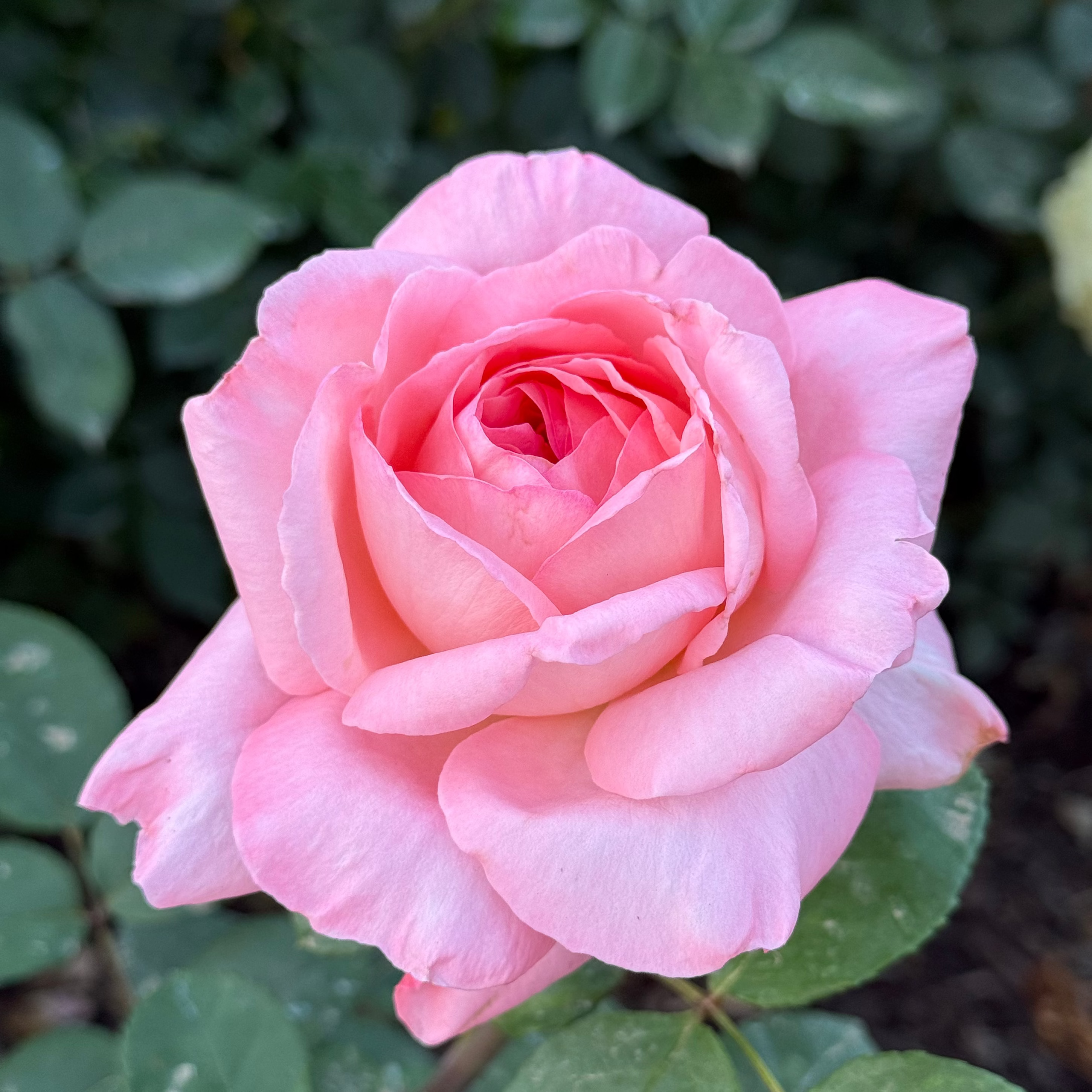 Liv Tyler™ Bare Root Rose Bush