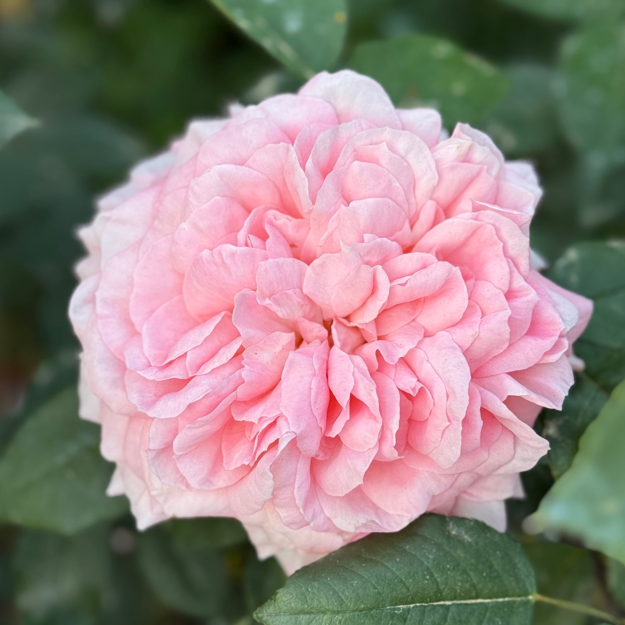 Liv Tyler™ Bare Root Rose Bush