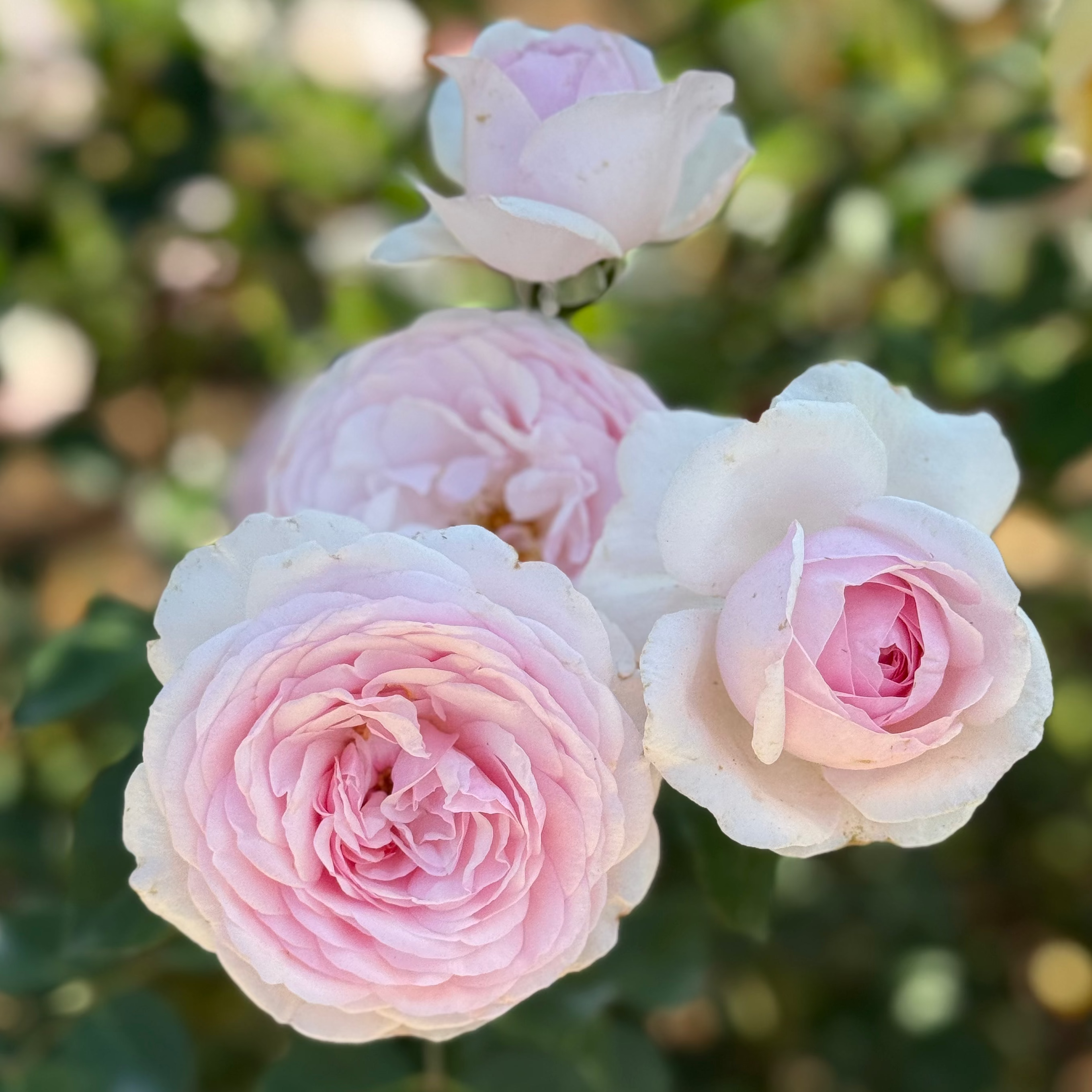 David Austin® Olivia Rose Austin™ Potted Rose Bush