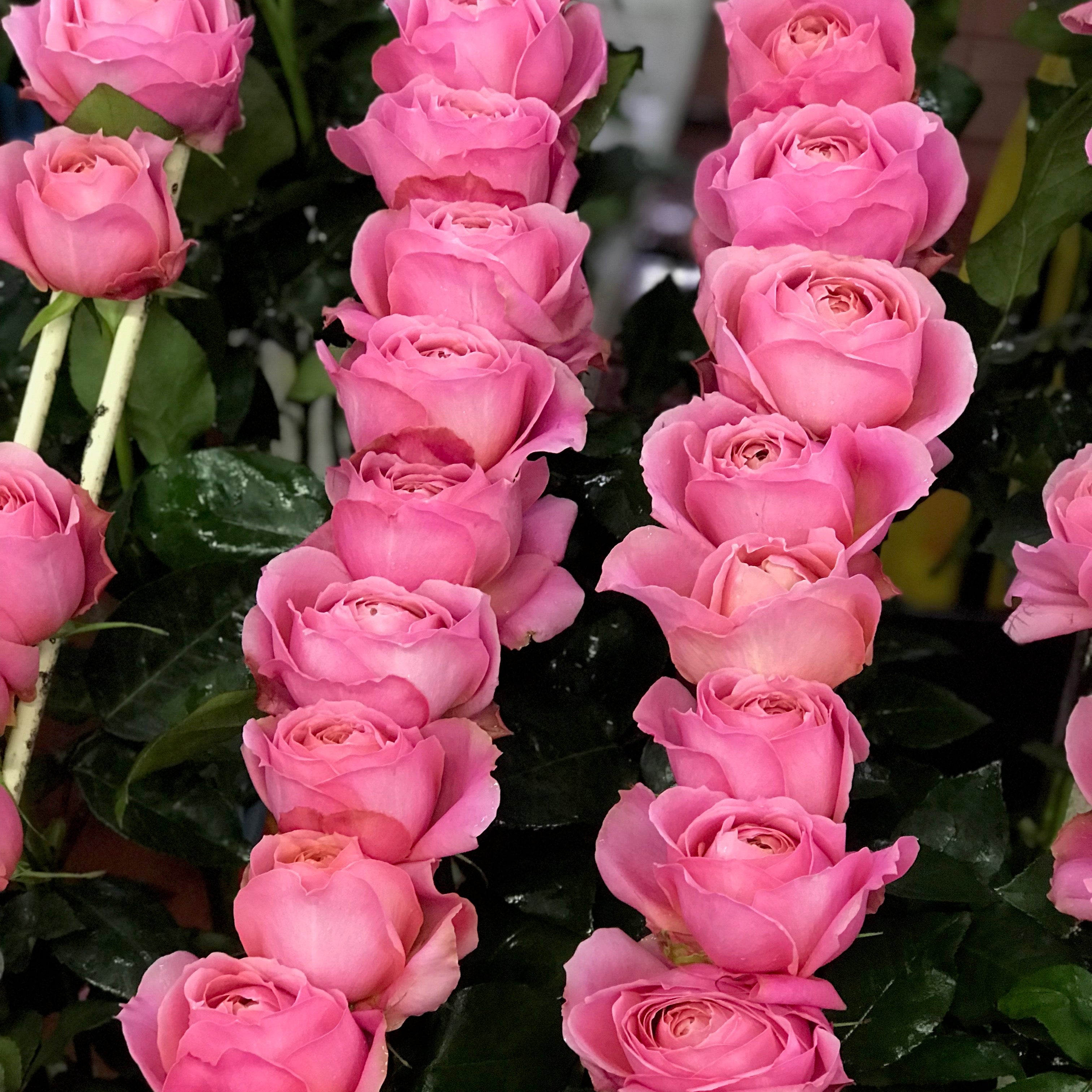 The Rose Immersion - A Colombian Floral Retreat at the World's Finest Rose Farm (Deposit)