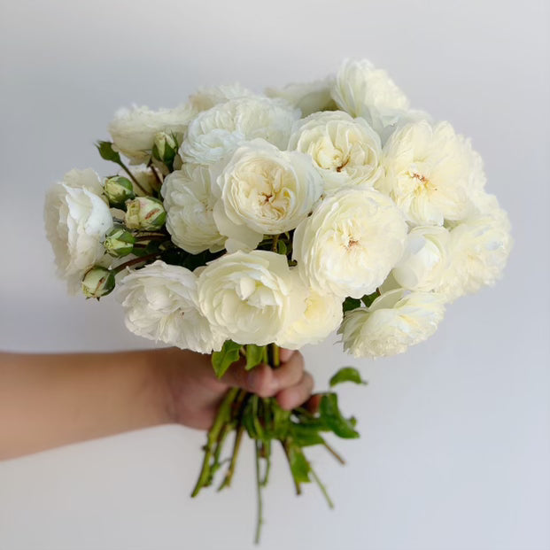 David Austin ® Tranquillity Potted Rose Bush