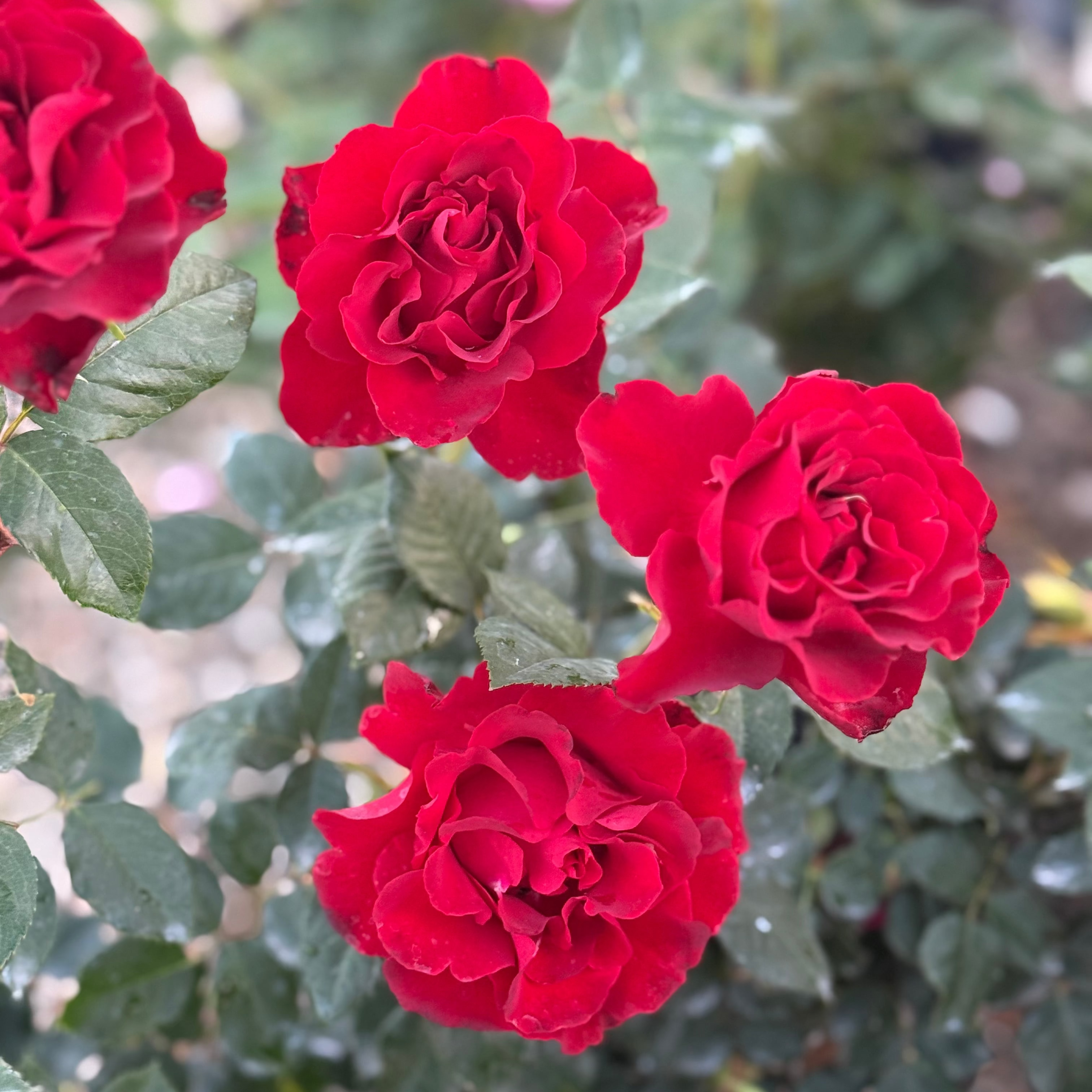 Dancing in the Dark™ Potted Rose Bush