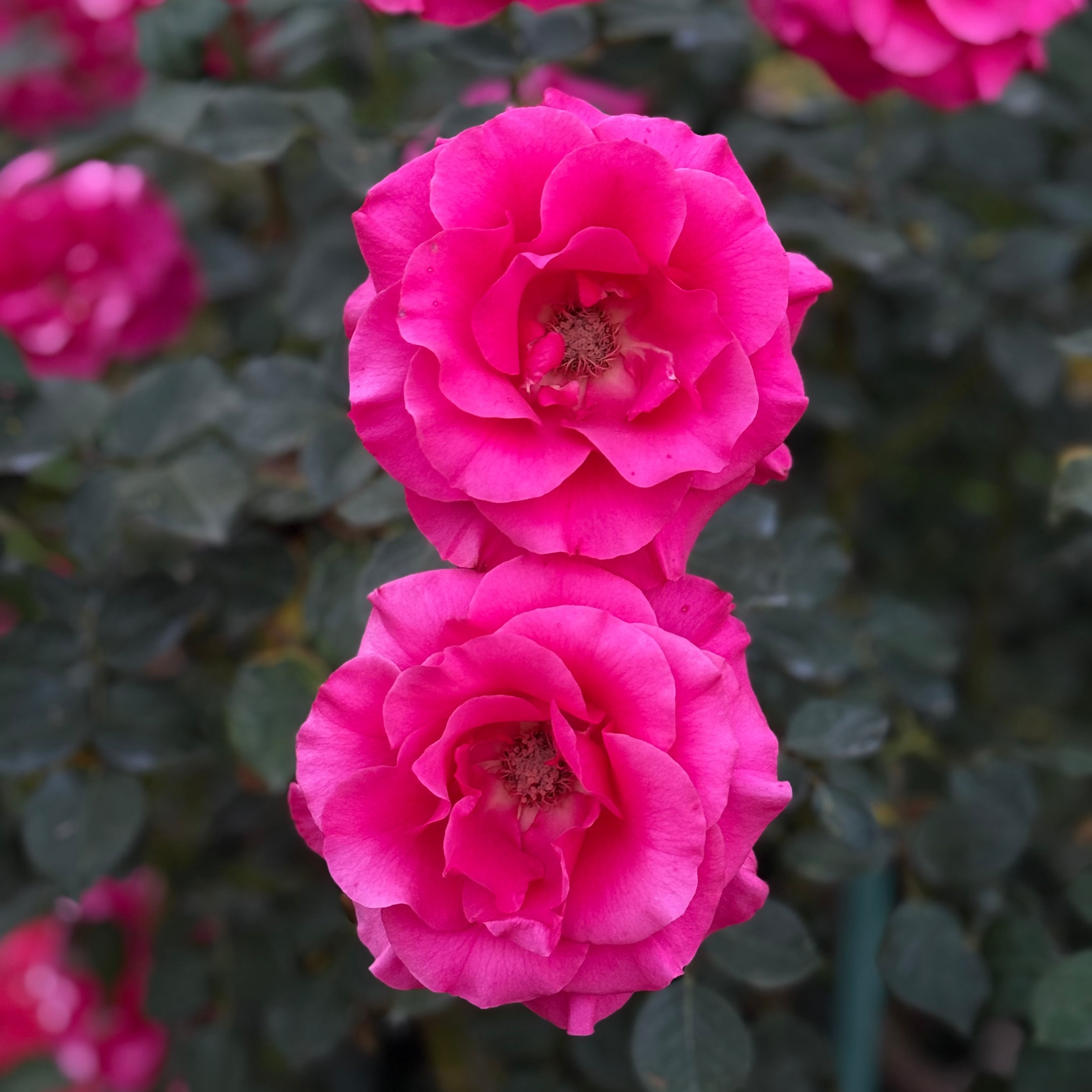 Fame!™ Bare Root Rose Bush