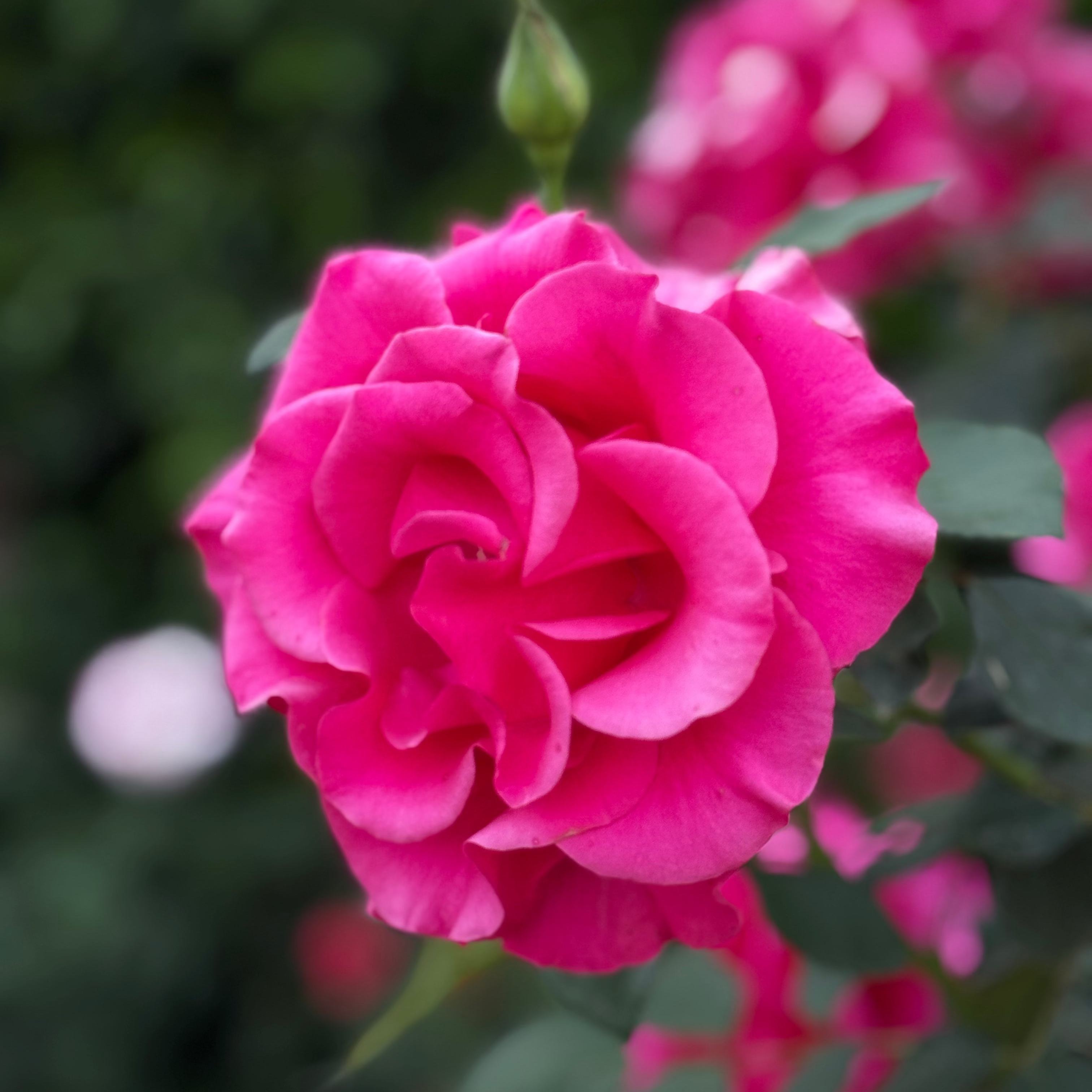 Fame!™ Bare Root Rose Bush