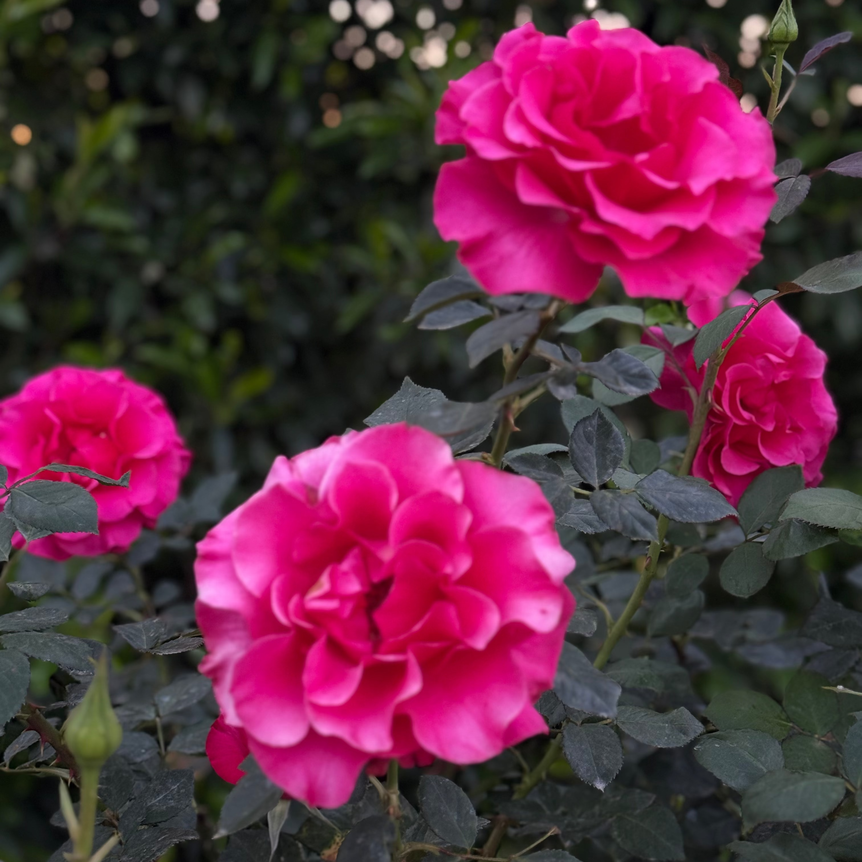 Fame!™ Potted Tree Rose