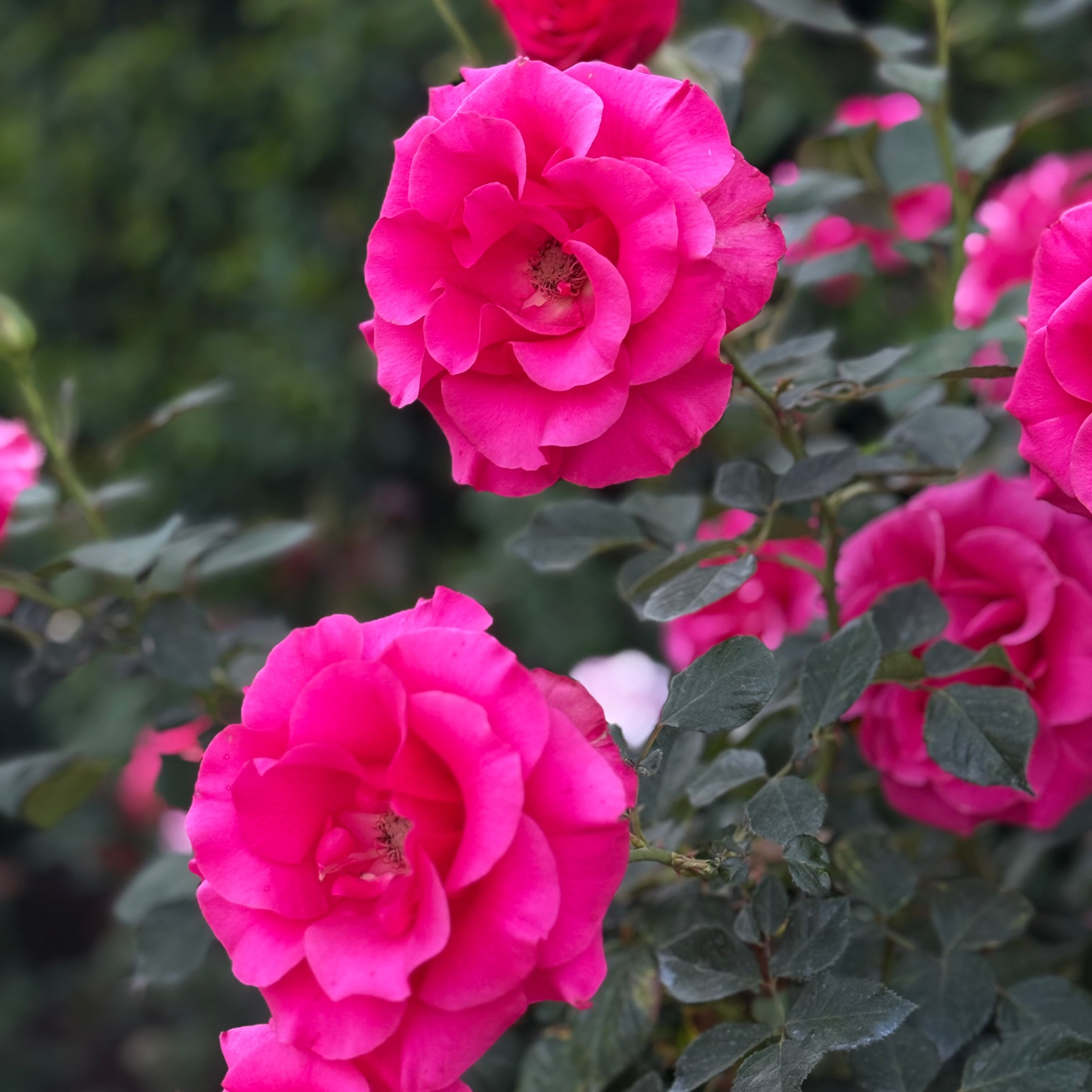 Fame!™ Bare Root Rose Bush