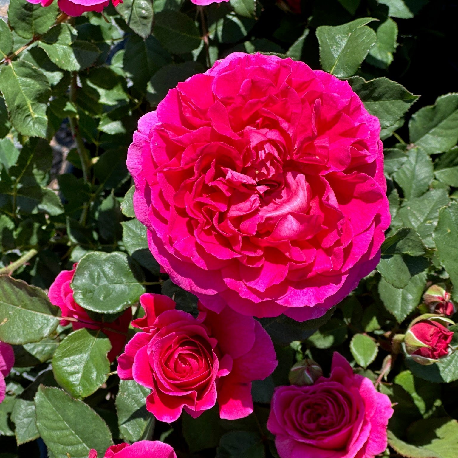 Close-up of vibrant pink roses with green leaves