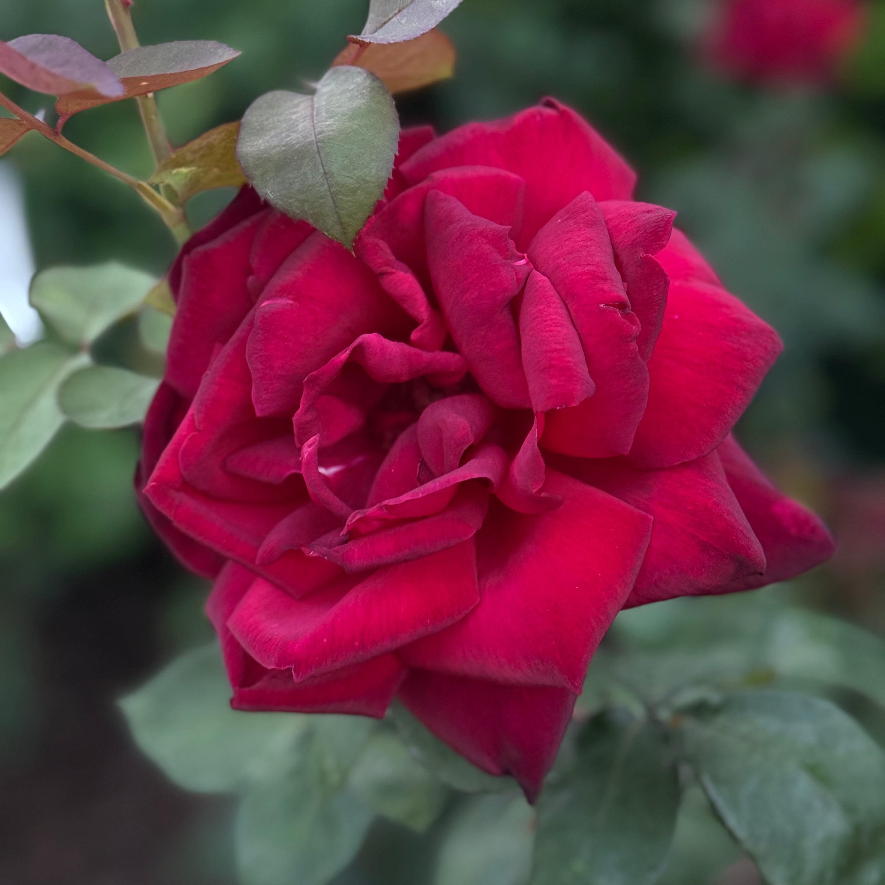 Oklahoma Bare Root Rose Bush