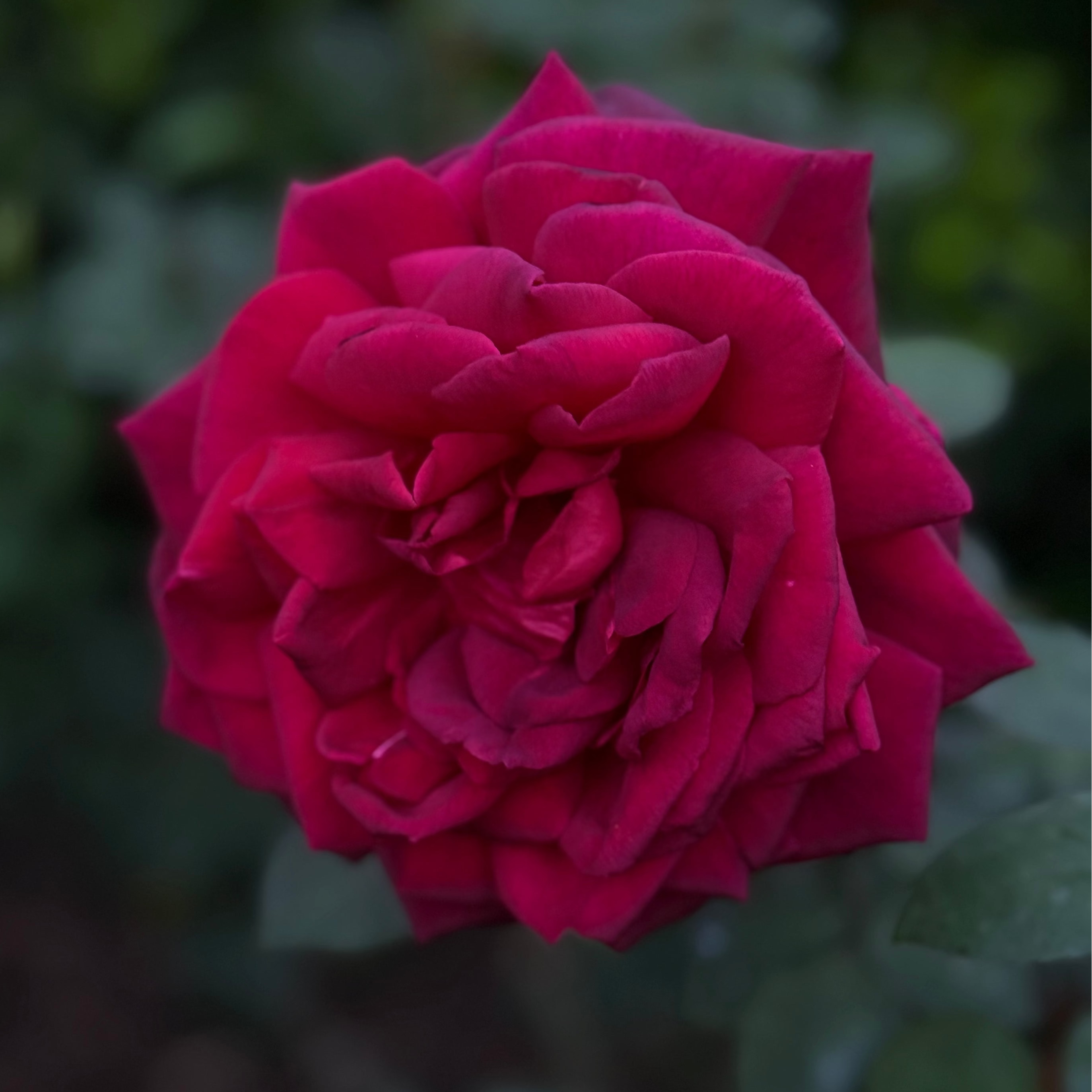 Oklahoma Bare Root Rose Bush