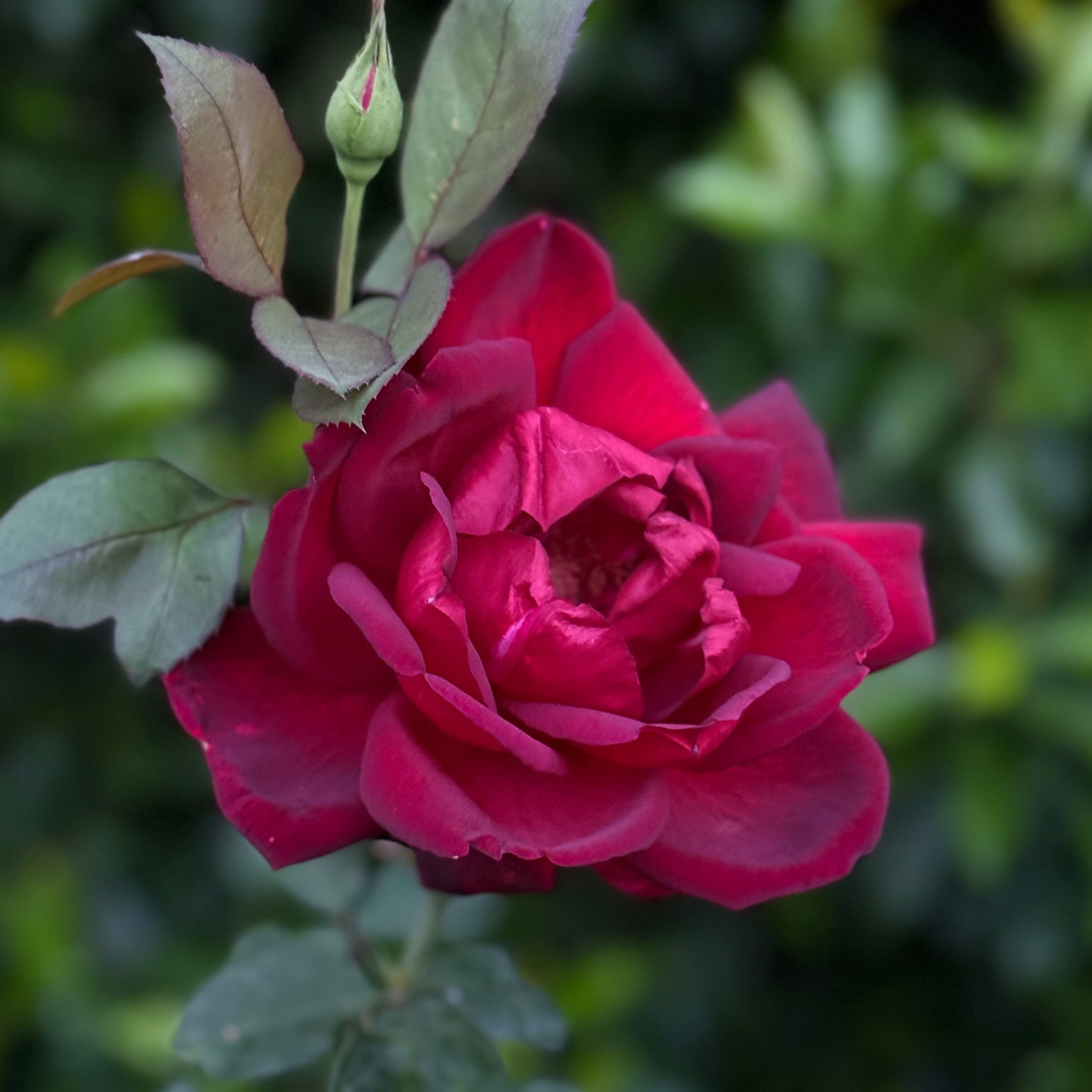 Oklahoma Bare Root Rose Bush