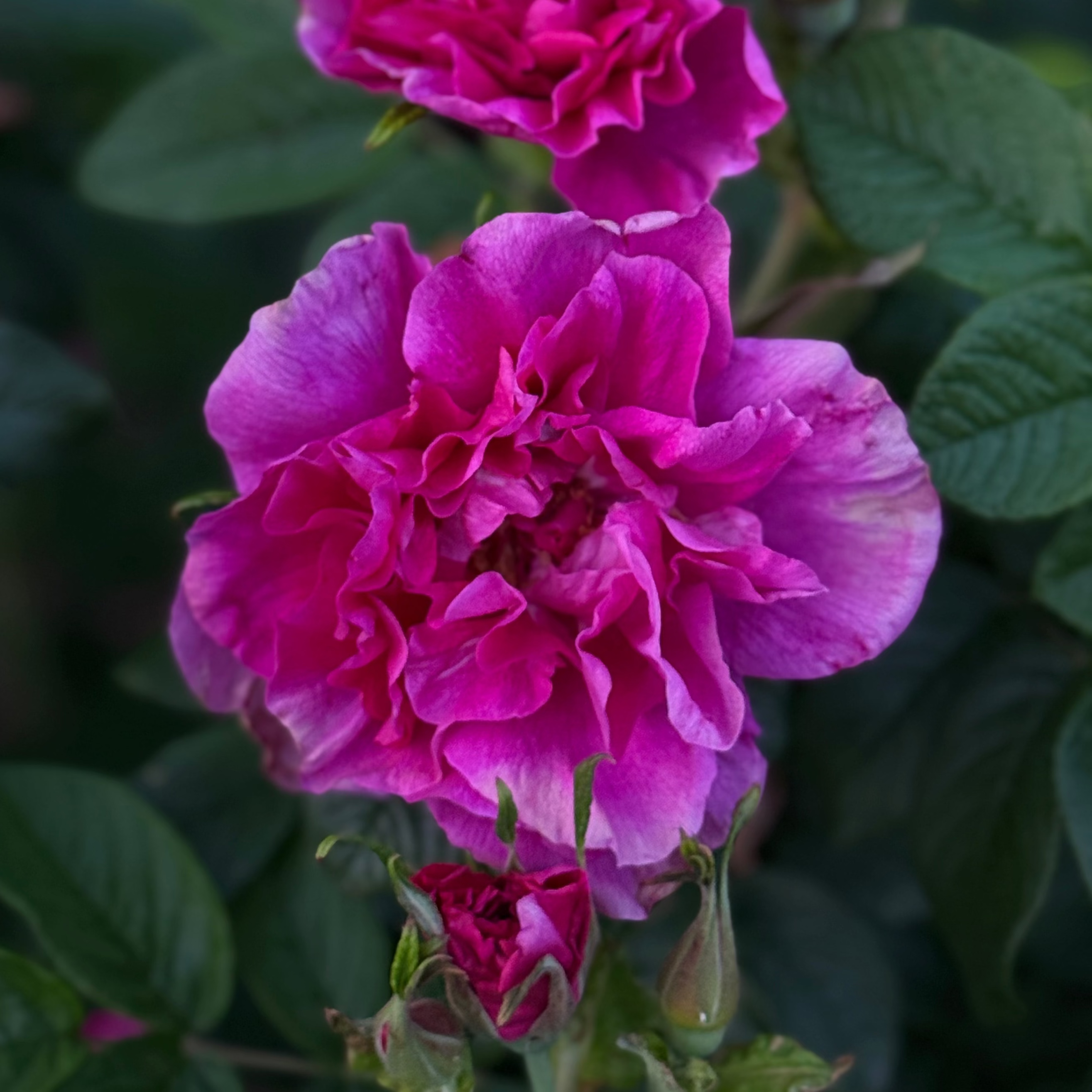 Hansa Bare Root Rose Bush