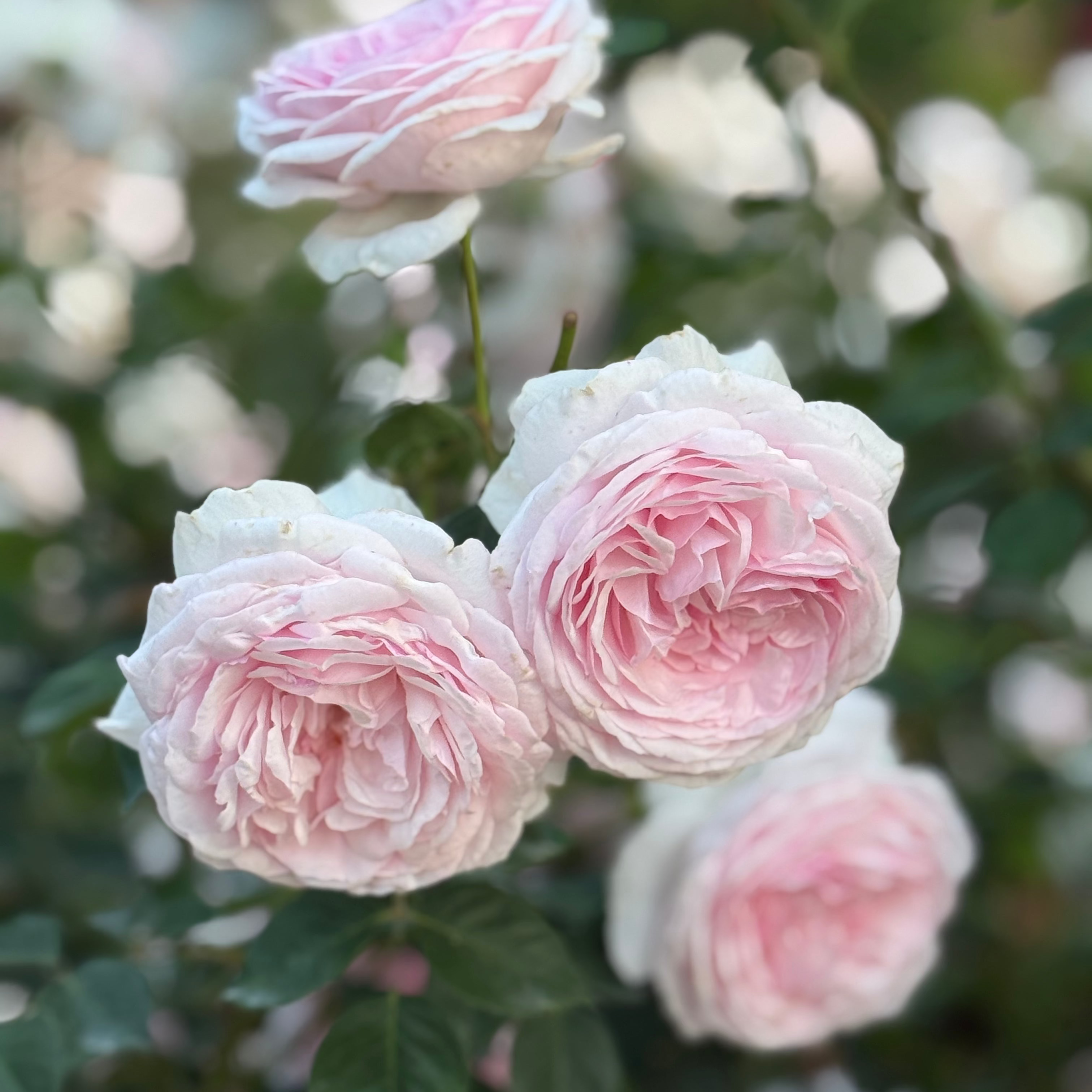 David Austin® Olivia Rose Austin™ Potted Rose Bush