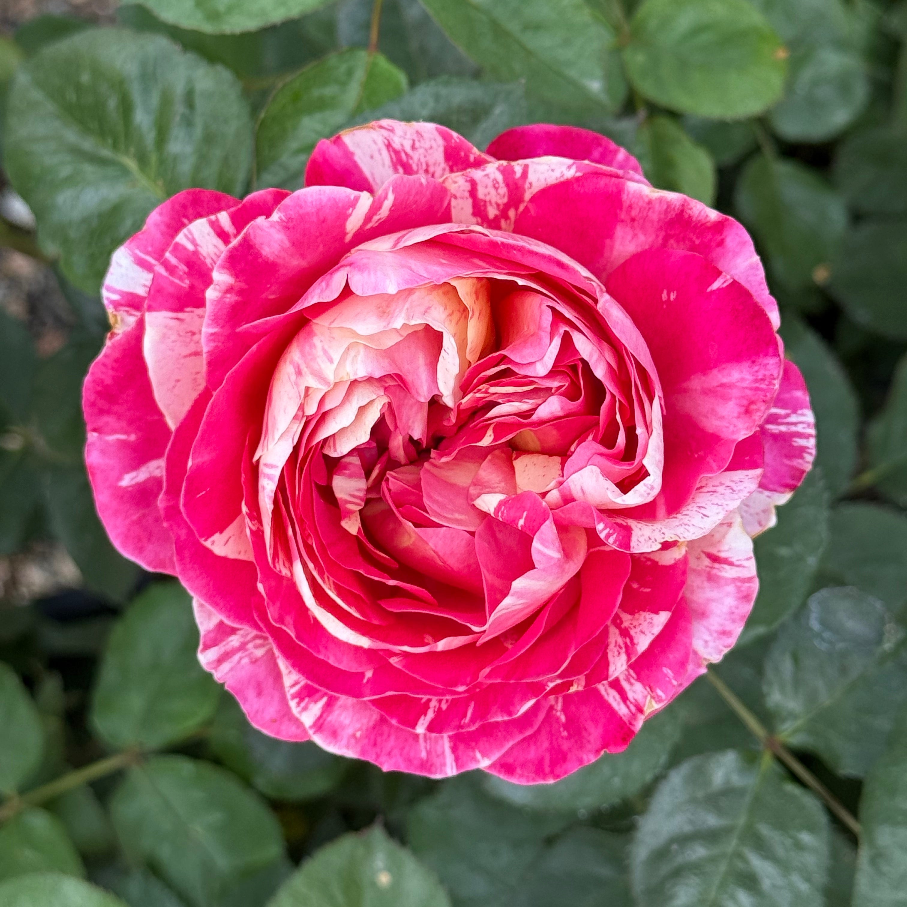 Winning Streak™ Potted Rose Bush