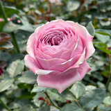 The Rose Immersion - A Colombian Floral Retreat at the World's Finest Rose Farm (Deposit)