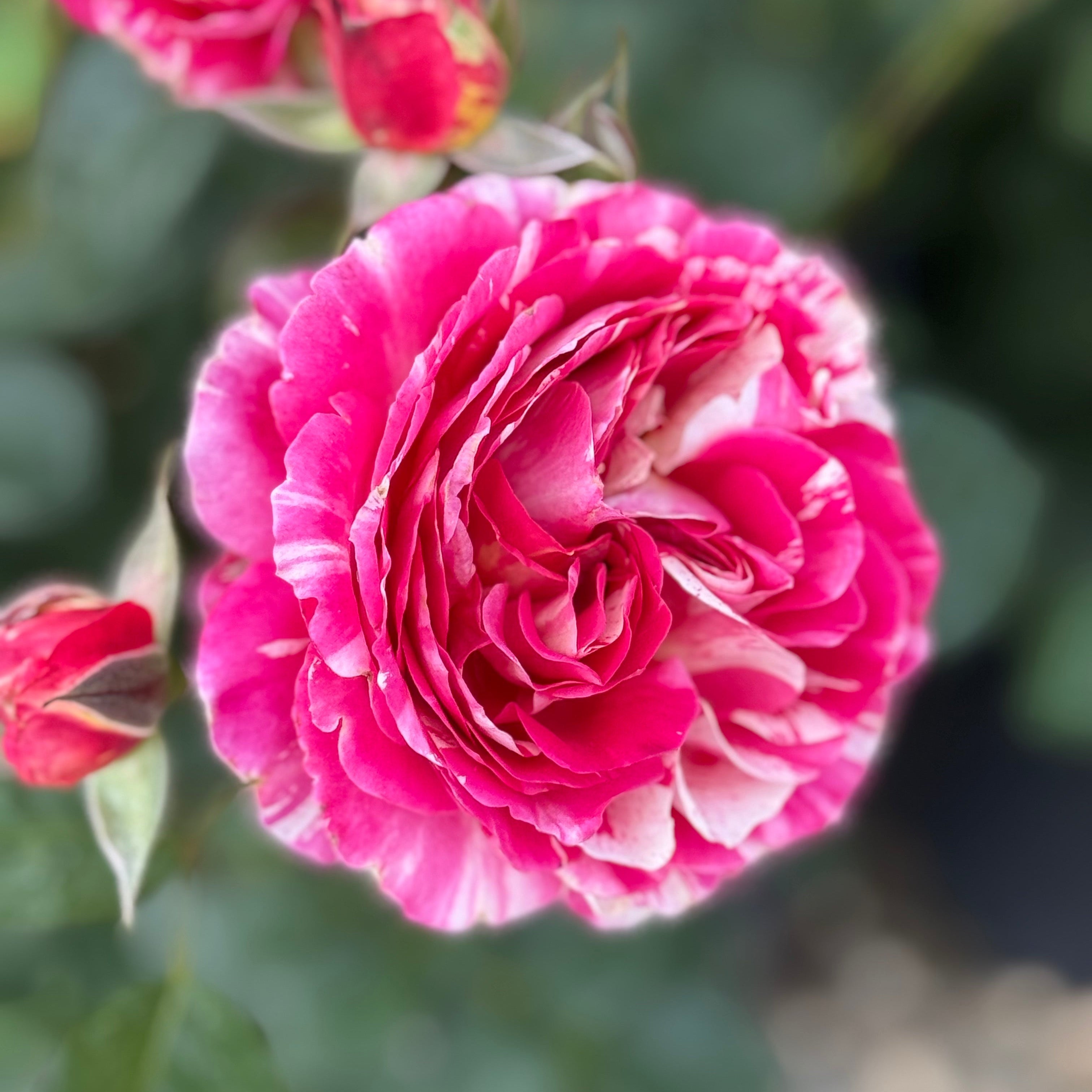 Close-up of a pink rose with blurred green background