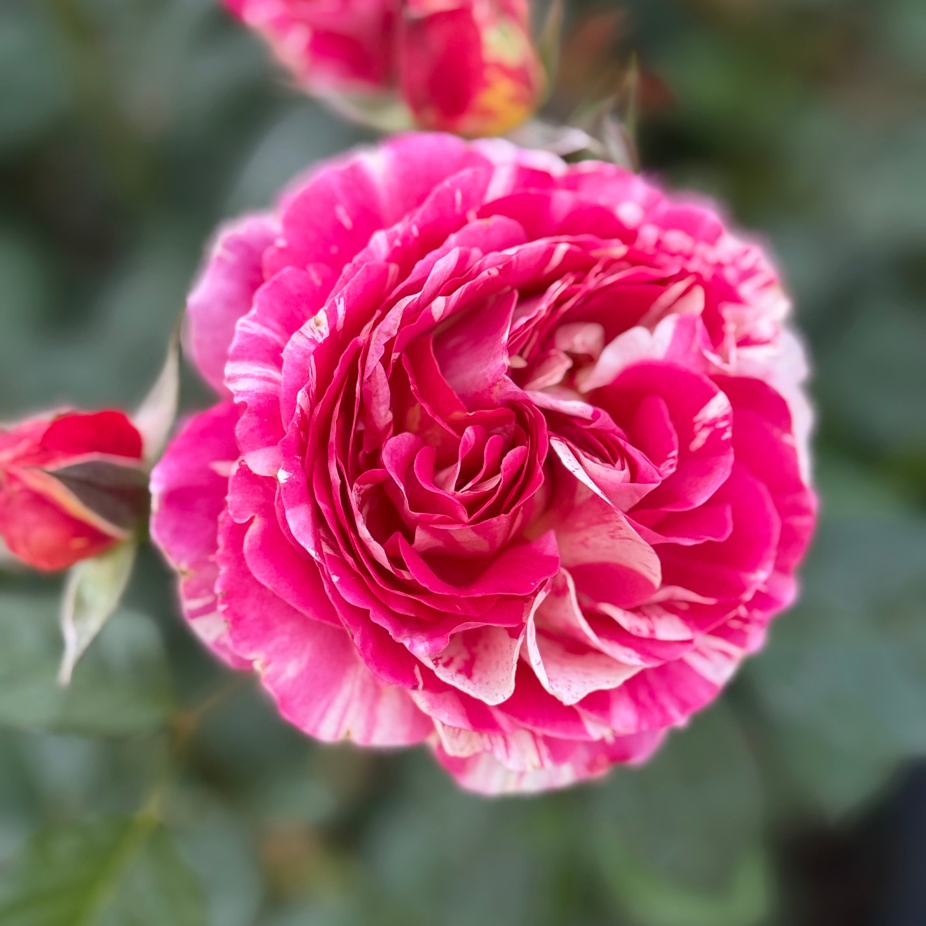 Winning Streak™ Bare Root Rose Bush