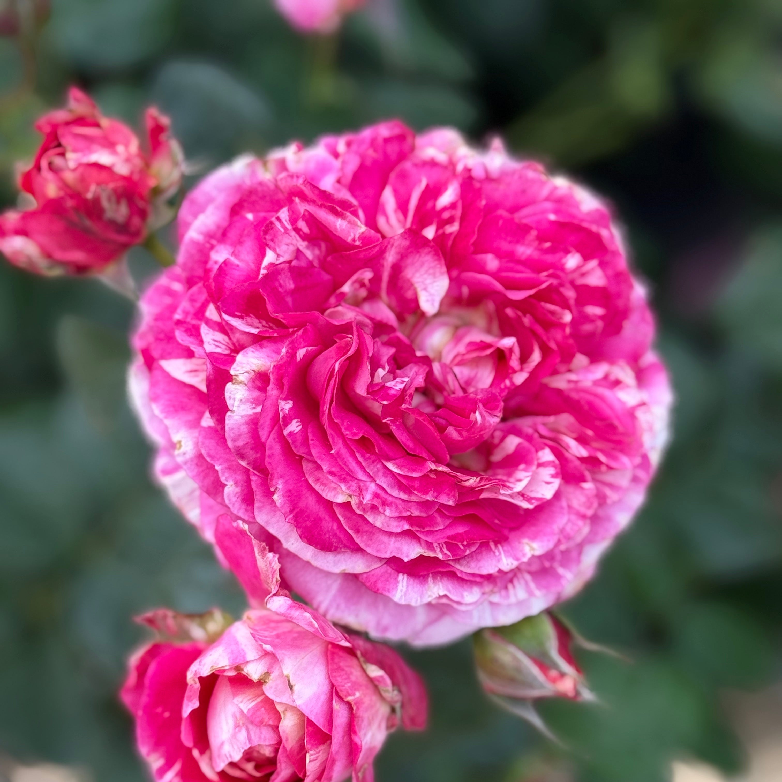 Winning Streak™ Potted Rose Bush