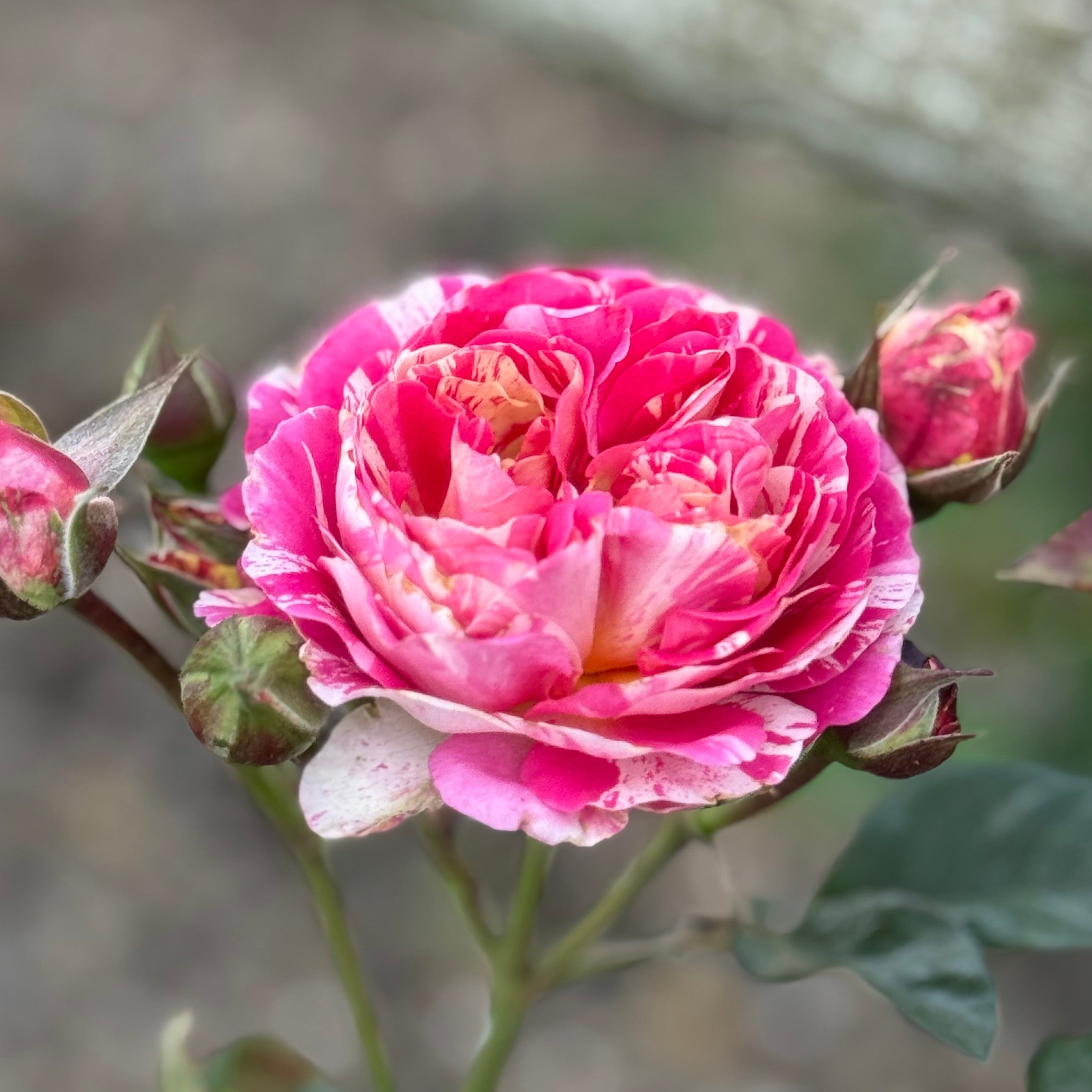 Winning Streak™ Bare Root Rose Bush
