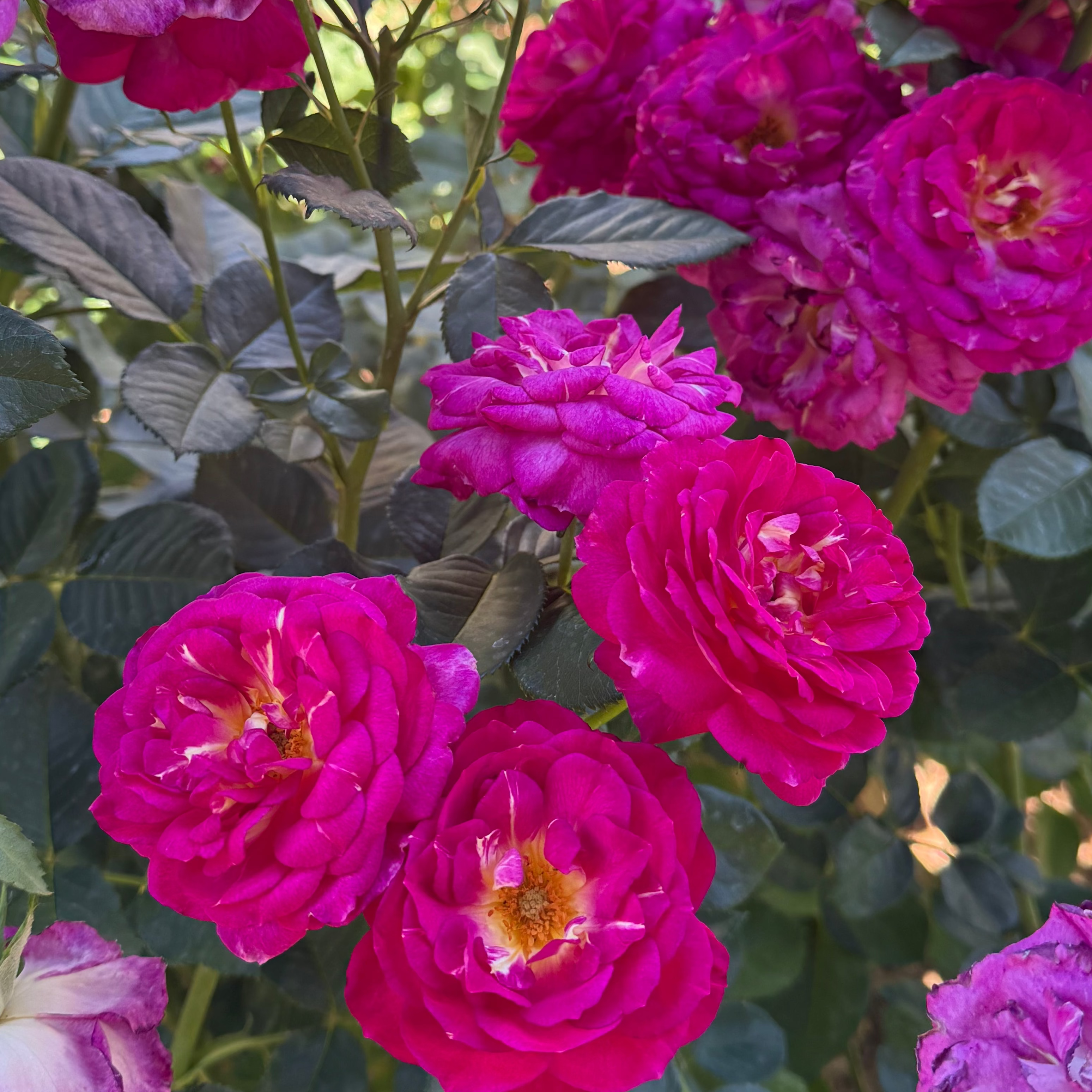 Outta the Blue™ Potted Rose Bush