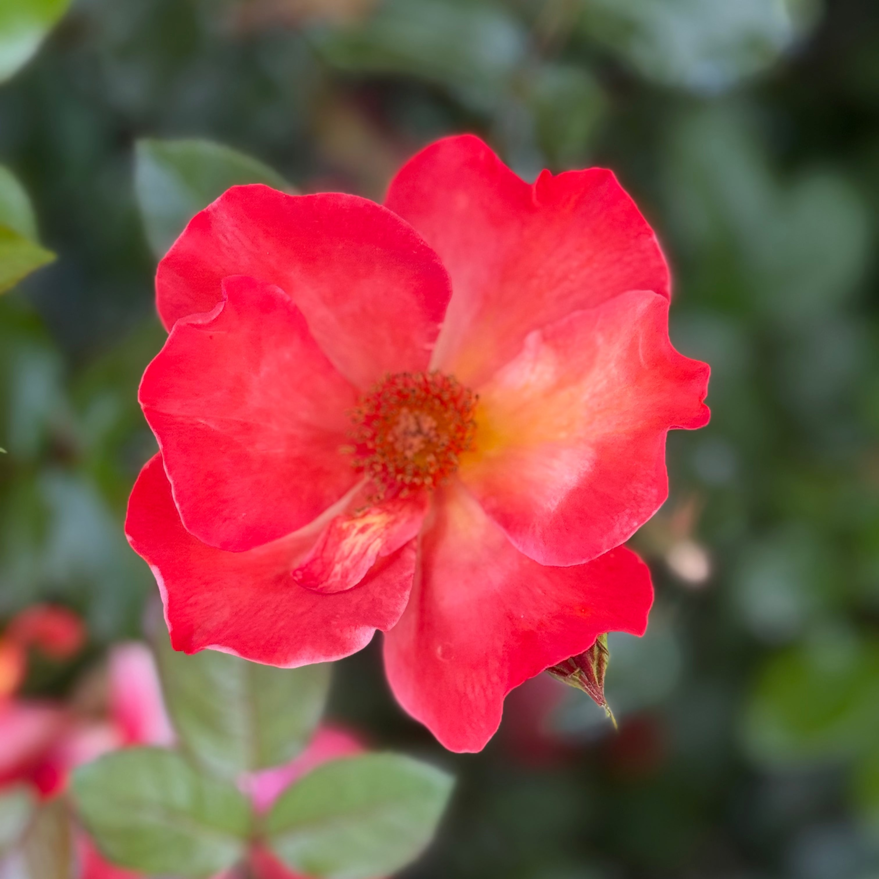 Playboy® Potted Rose Bush
