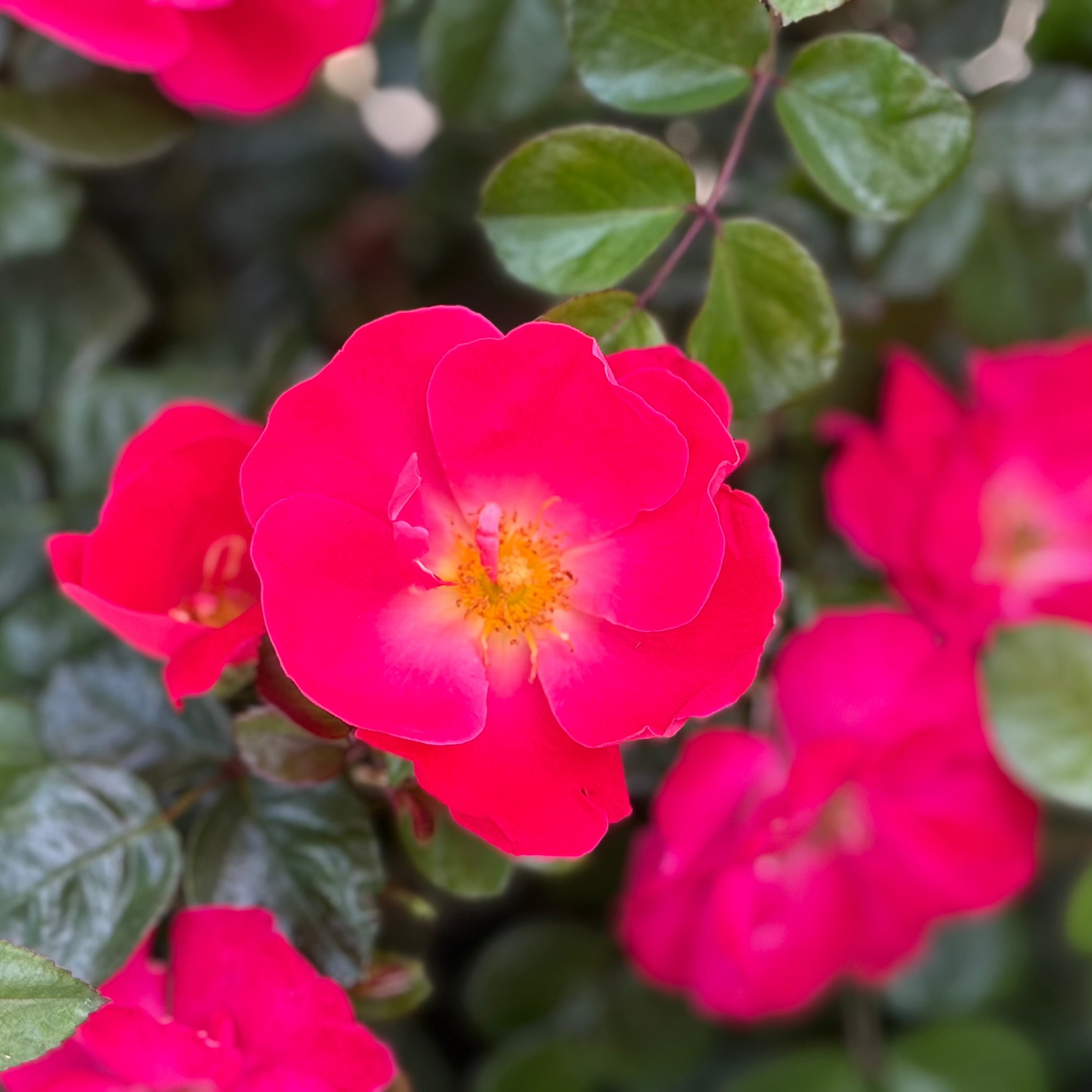 Brick House® Pink Bare Root Rose Bush