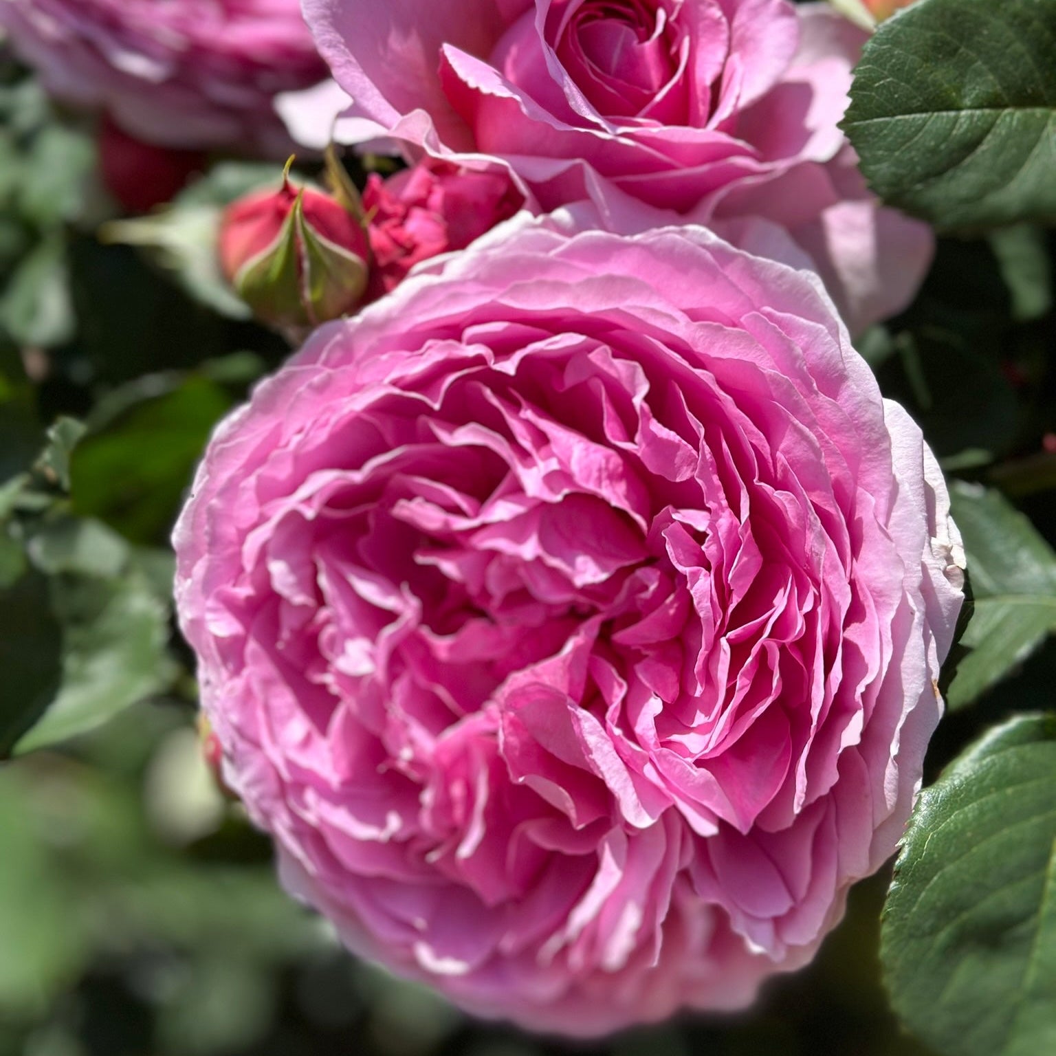 Close-up of pink roses with green leaves in the background