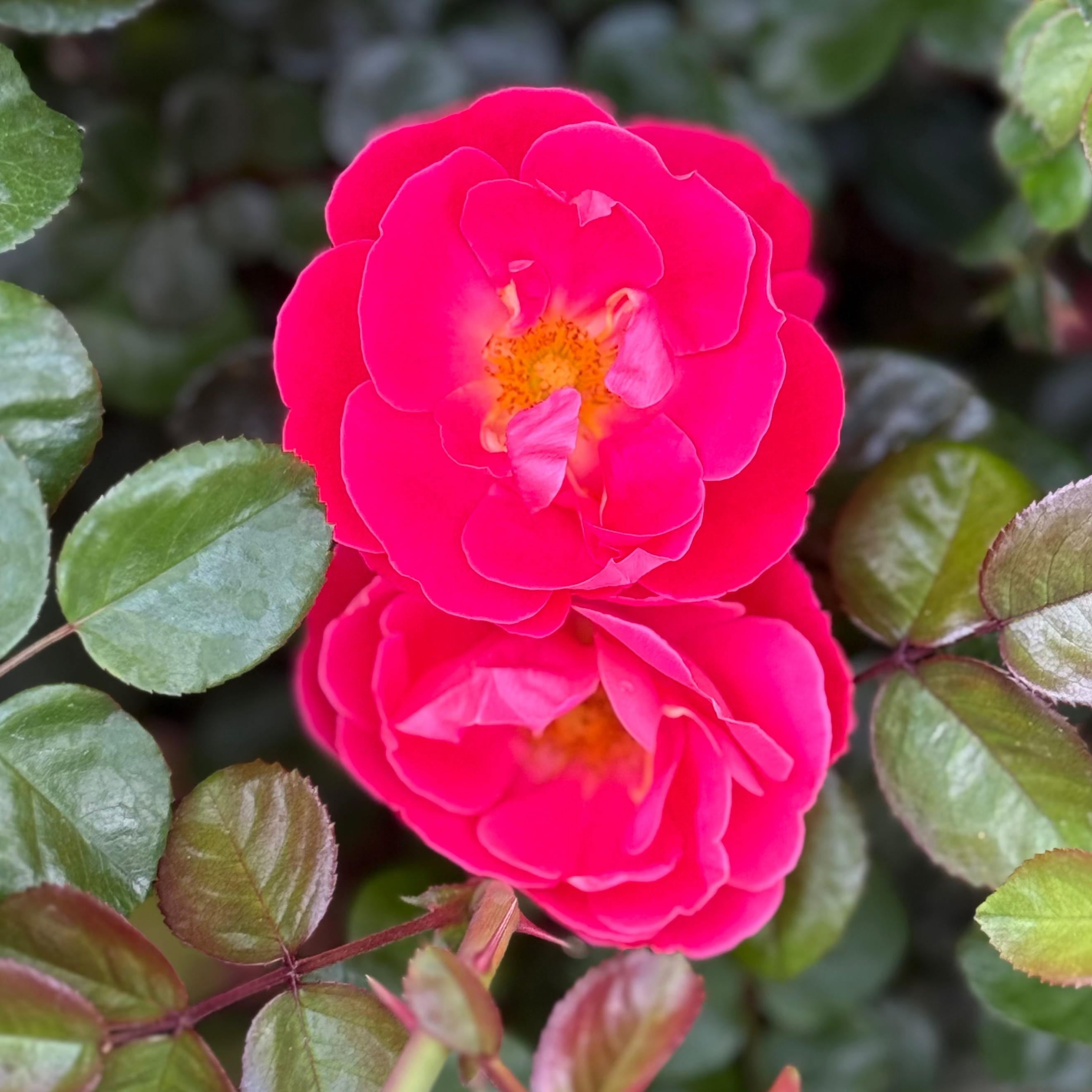 Brick House® Pink Bare Root Rose Bush