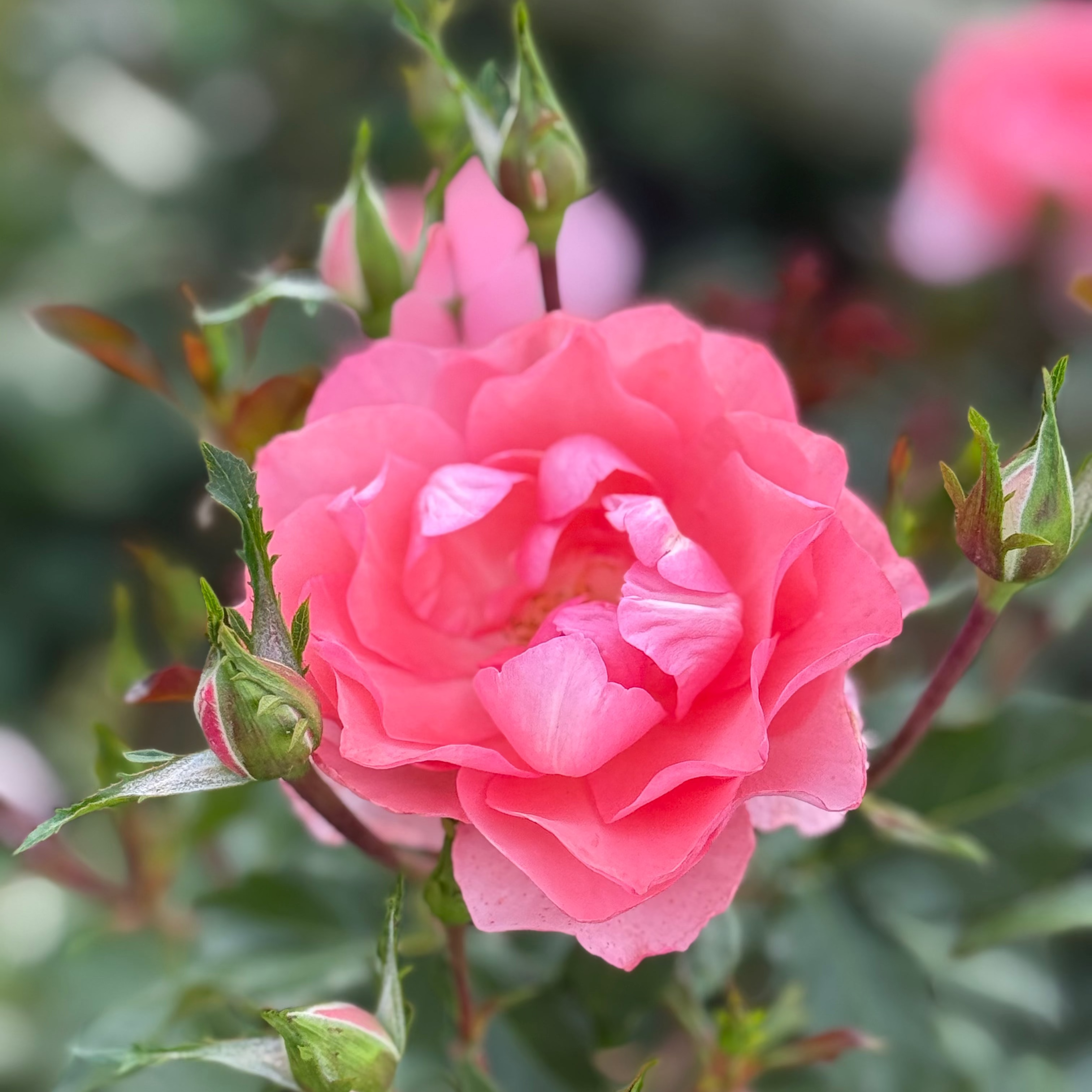 Passionate Kisses® Bare Root Tree Rose