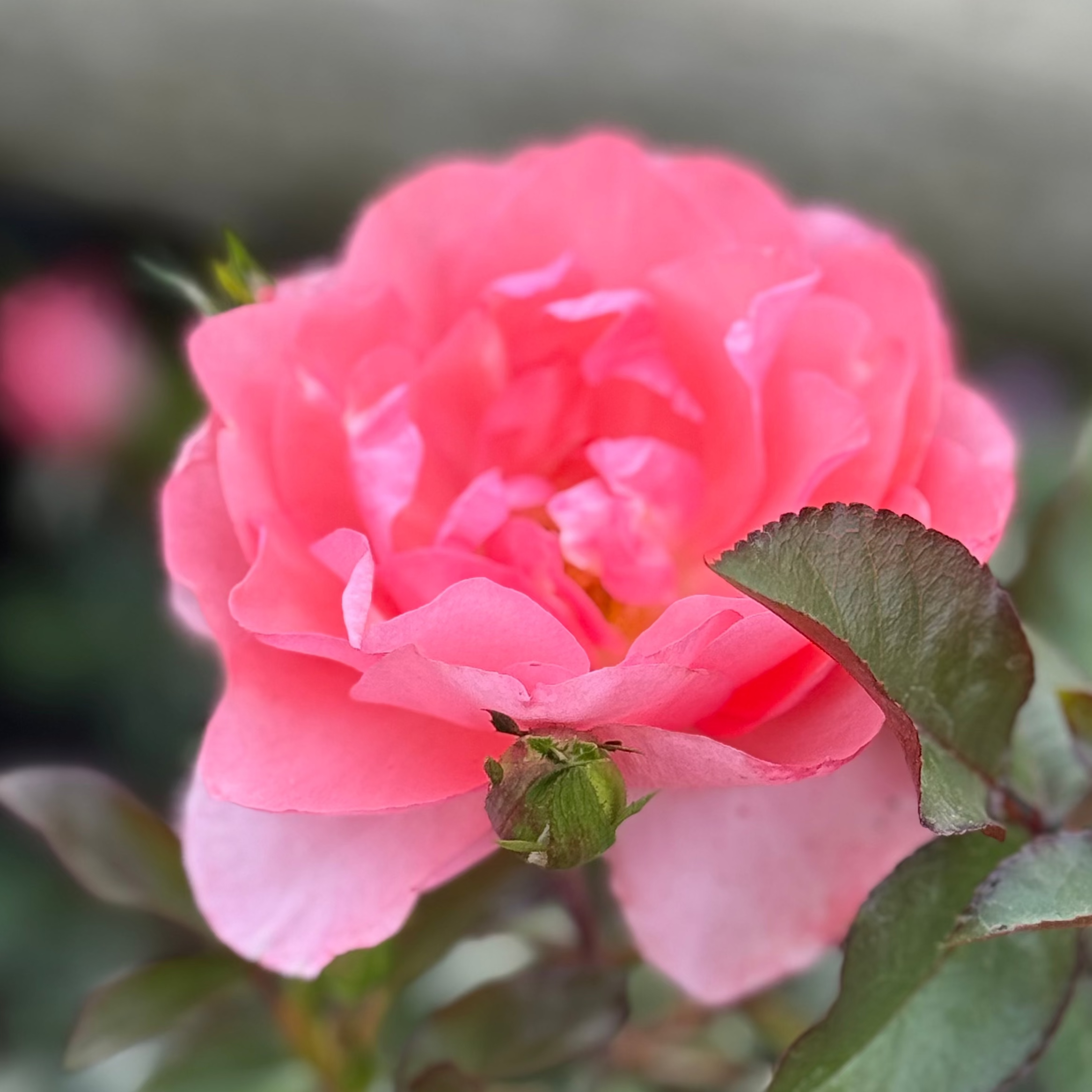 Passionate Kisses® Potted Rose Bush