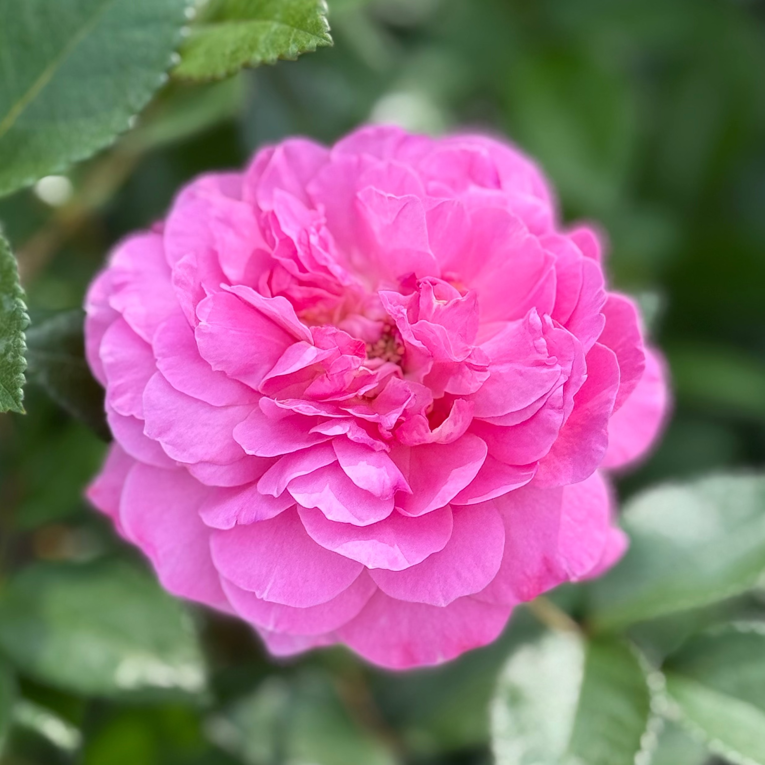 Orchid Romance™ Potted Tree Rose