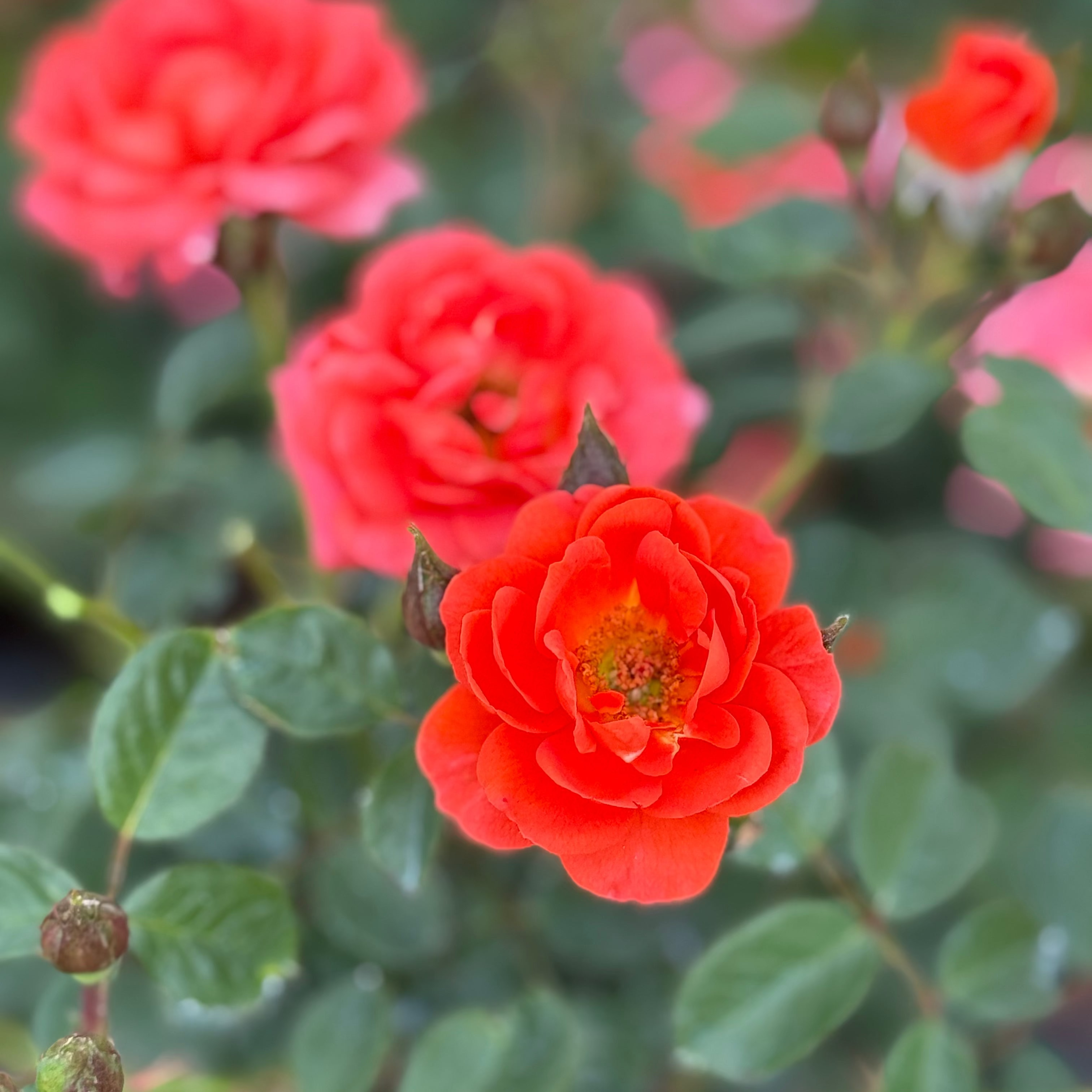 Close-up of vibrant orange and pink flowers with green leaves.