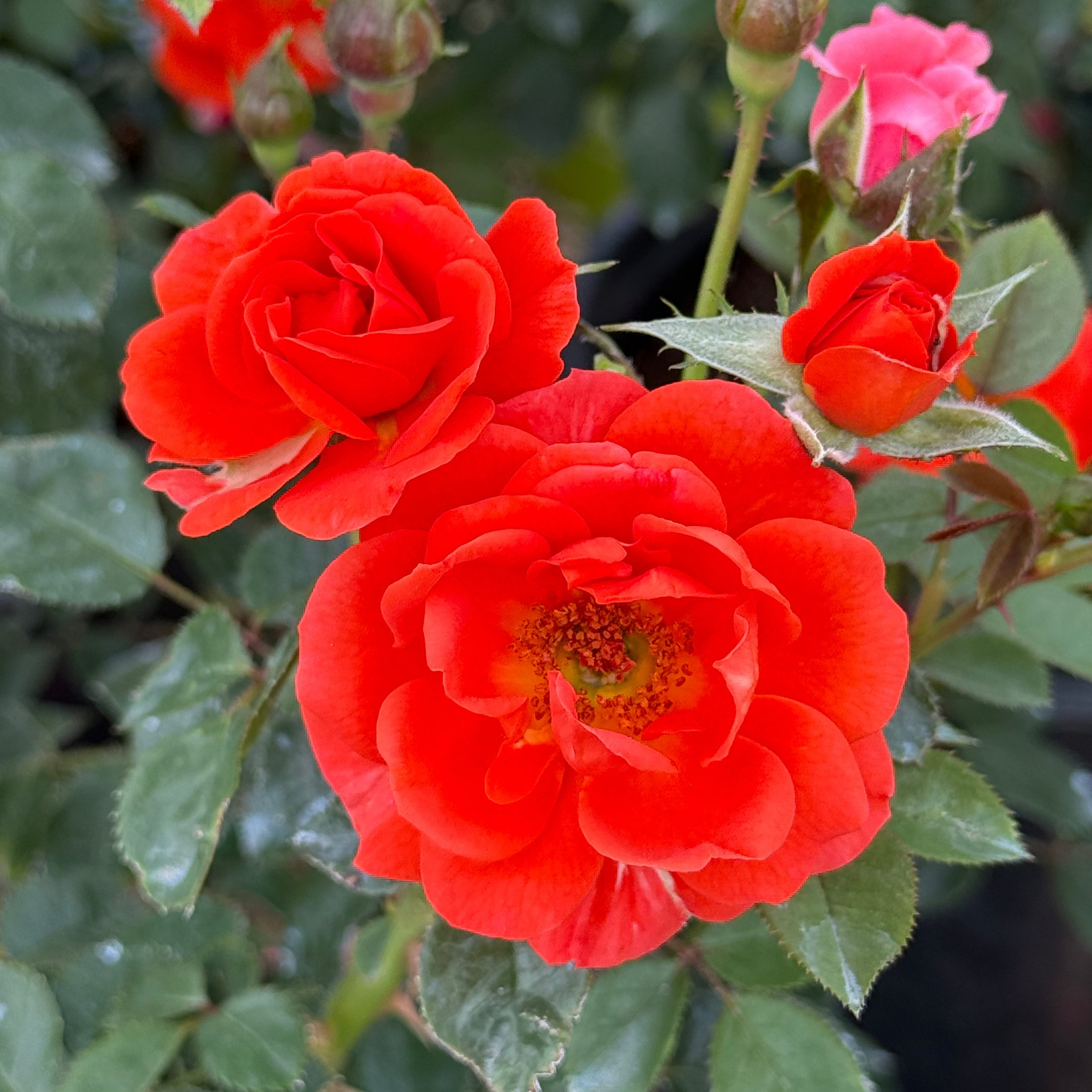 All a'Twitter™ Bare Root Rose Bush