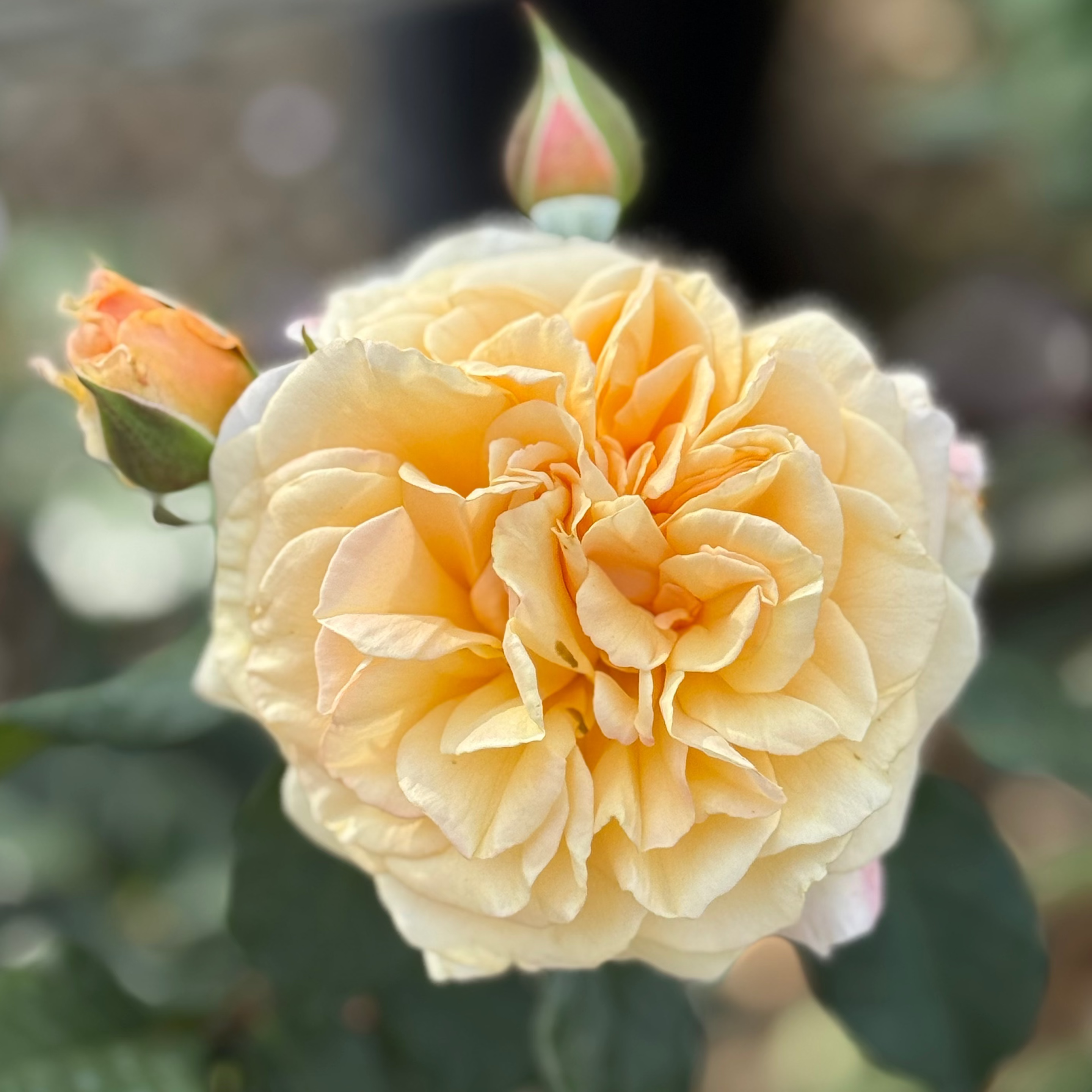Morning Glow™ Bare Root Rose Bush