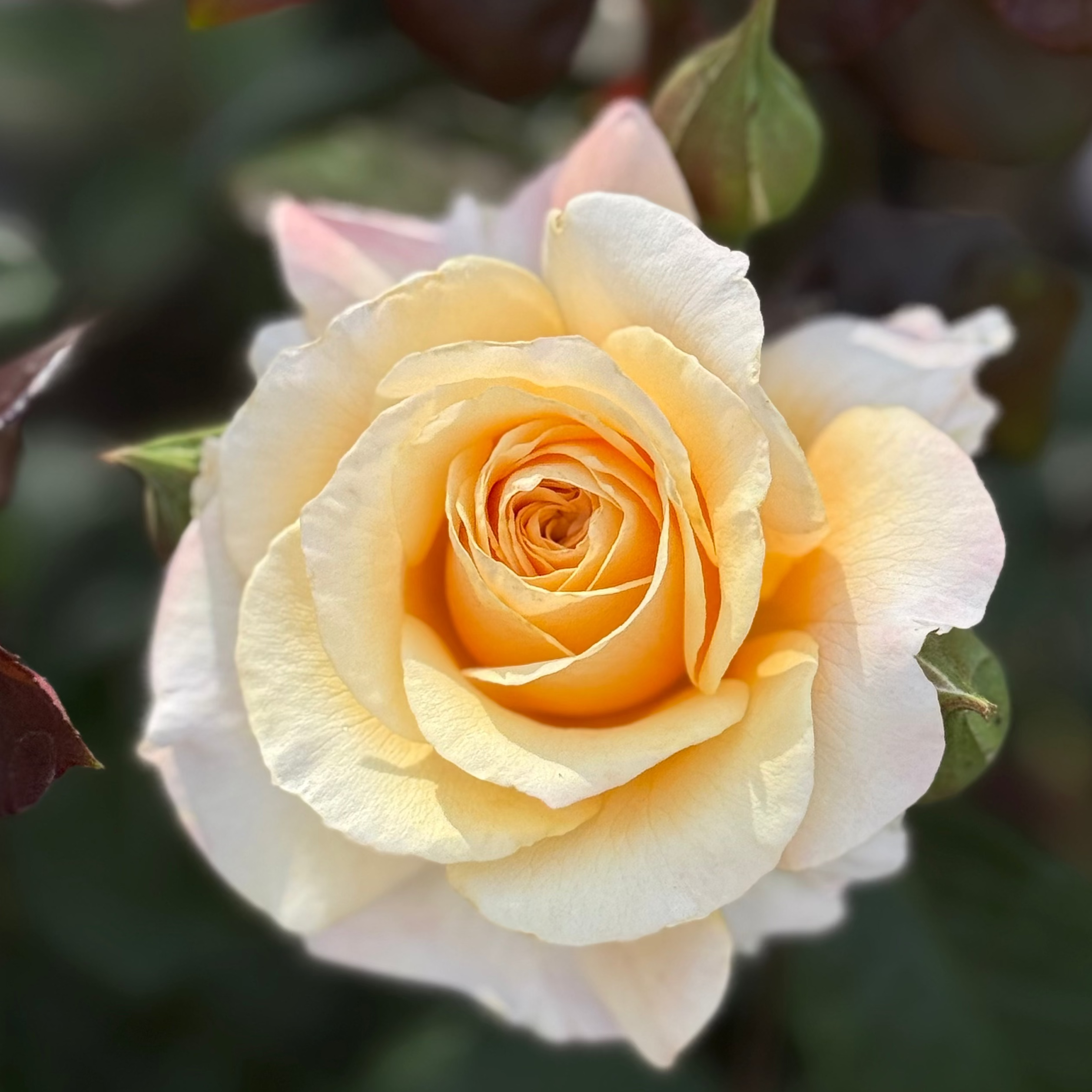 Morning Glow™ Potted Rose Bush